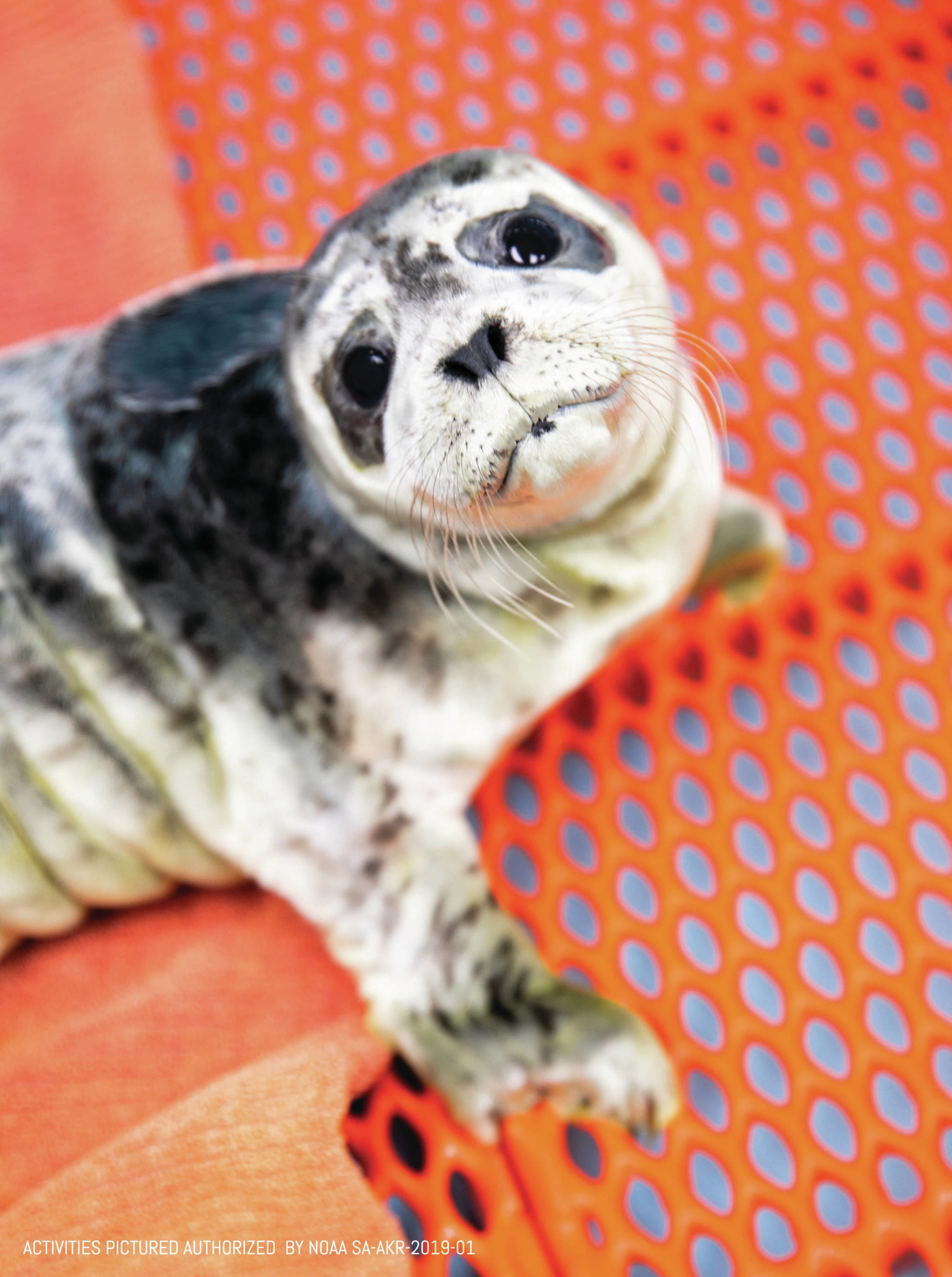 Alaska SeaLife Center                                 One of the recently rescued harbor seal pups is seen here at the Alaska SeaLife Center.