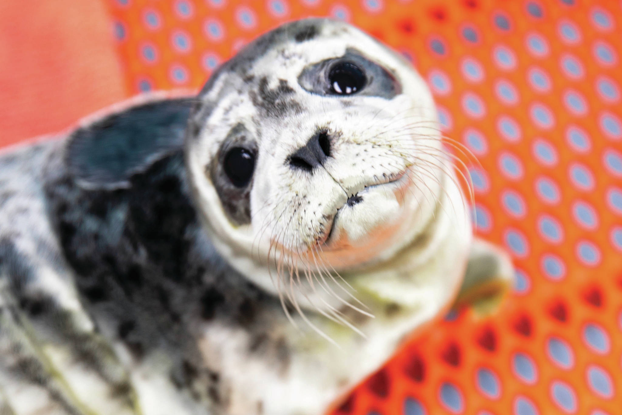 SeaLife Center welcomes 6 rescued harbor seal pups