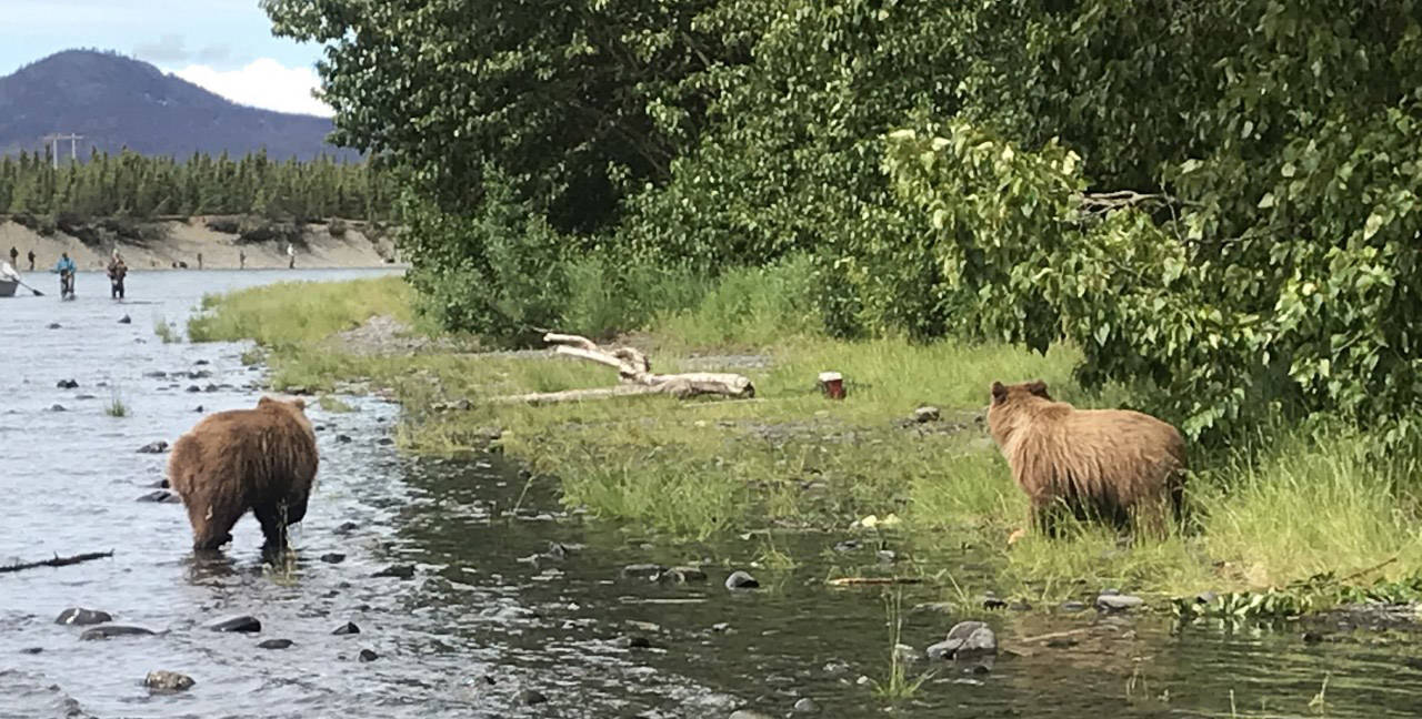 Tales of a Federal Wildlife Officer: Brown bears at Russian River