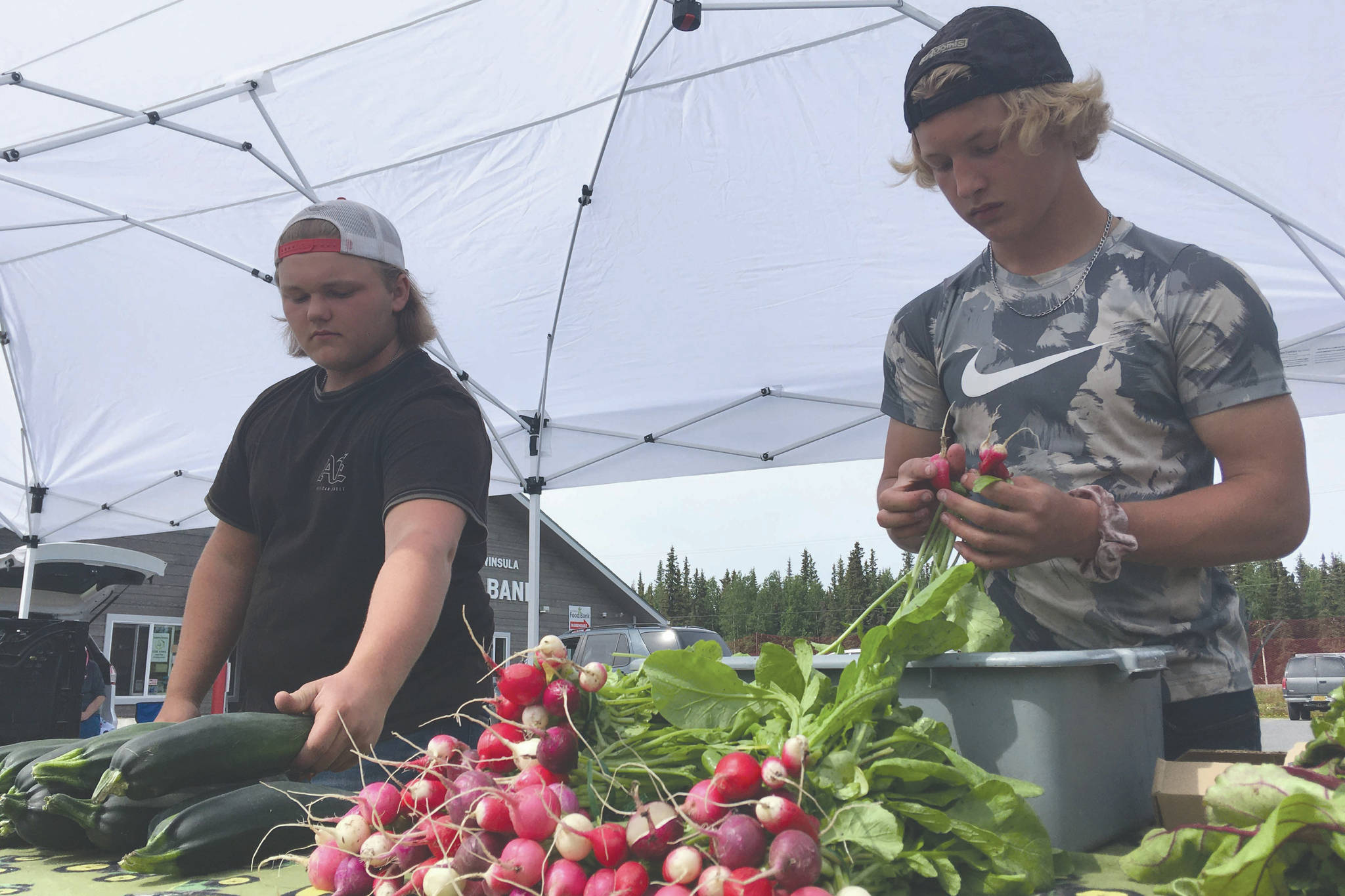 Noah and Eddie Land of Grace Acres Farm in Kasilof set out produce Tuesday, July 7, 2020, at the Farmers Fresh Market at Kenai Peninsula Food Bank. (Photo by Jeff Helminiak/Peninsula Clarion)
