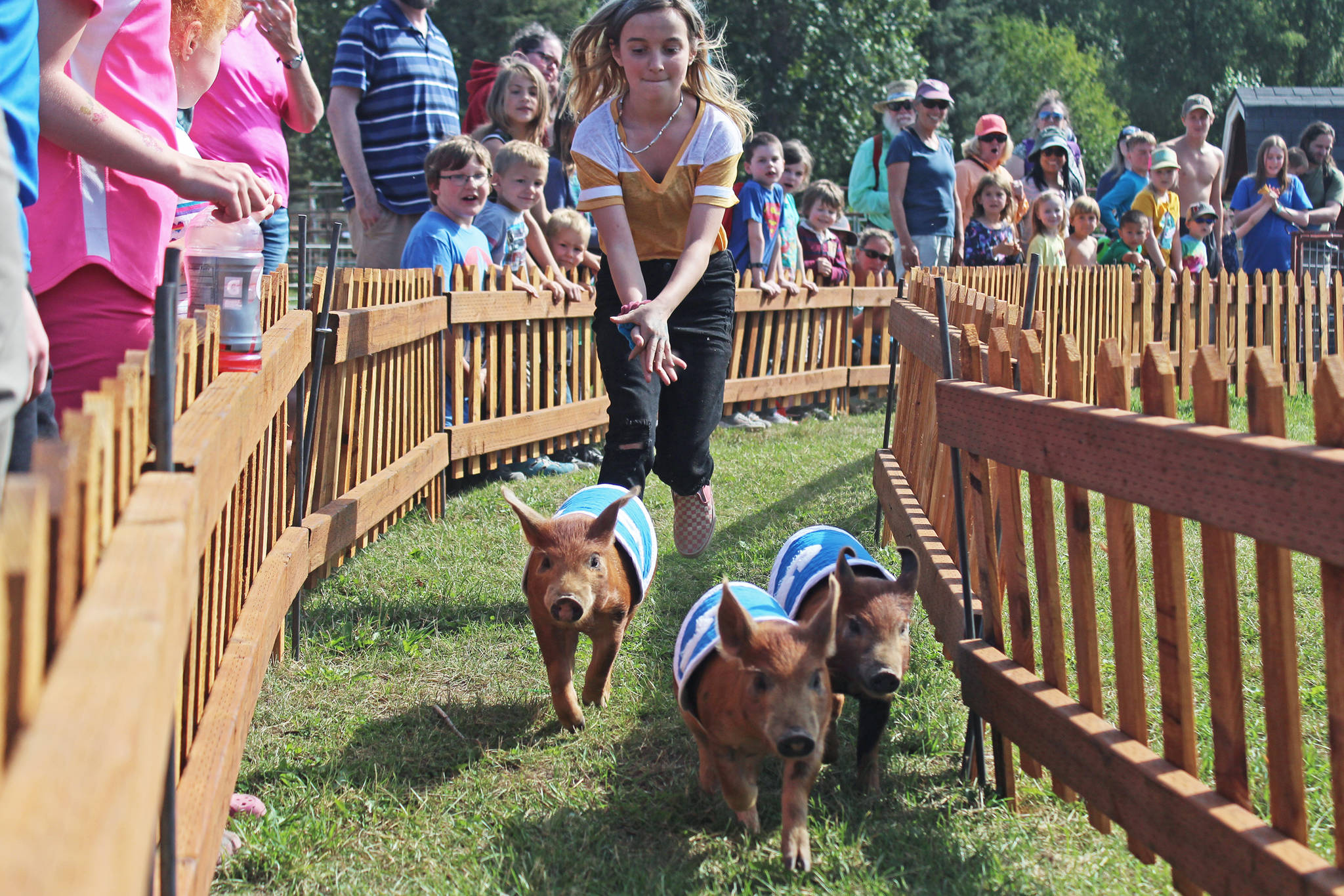 A young volunteer chases three piglets named Mary Hamkins, Petunia and Sir Oinks-a-lot through a race during the pig races at the Kenai Peninsula Fair on Friday, Aug. 16, 2019 at the Kenai Peninsula Fairgrounds in Ninilchik, Alaska. (Photo by Megan Pacer/Homer News)