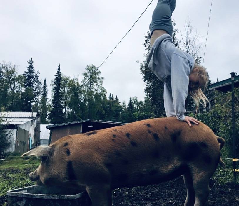 Cassy Rankin / Kenai Peninsula District 4-H                                 Abriella Werner, member of the Sterling Horse and Livestock 4-H Club, is seen here doing a handstand on her pig on May 7.
