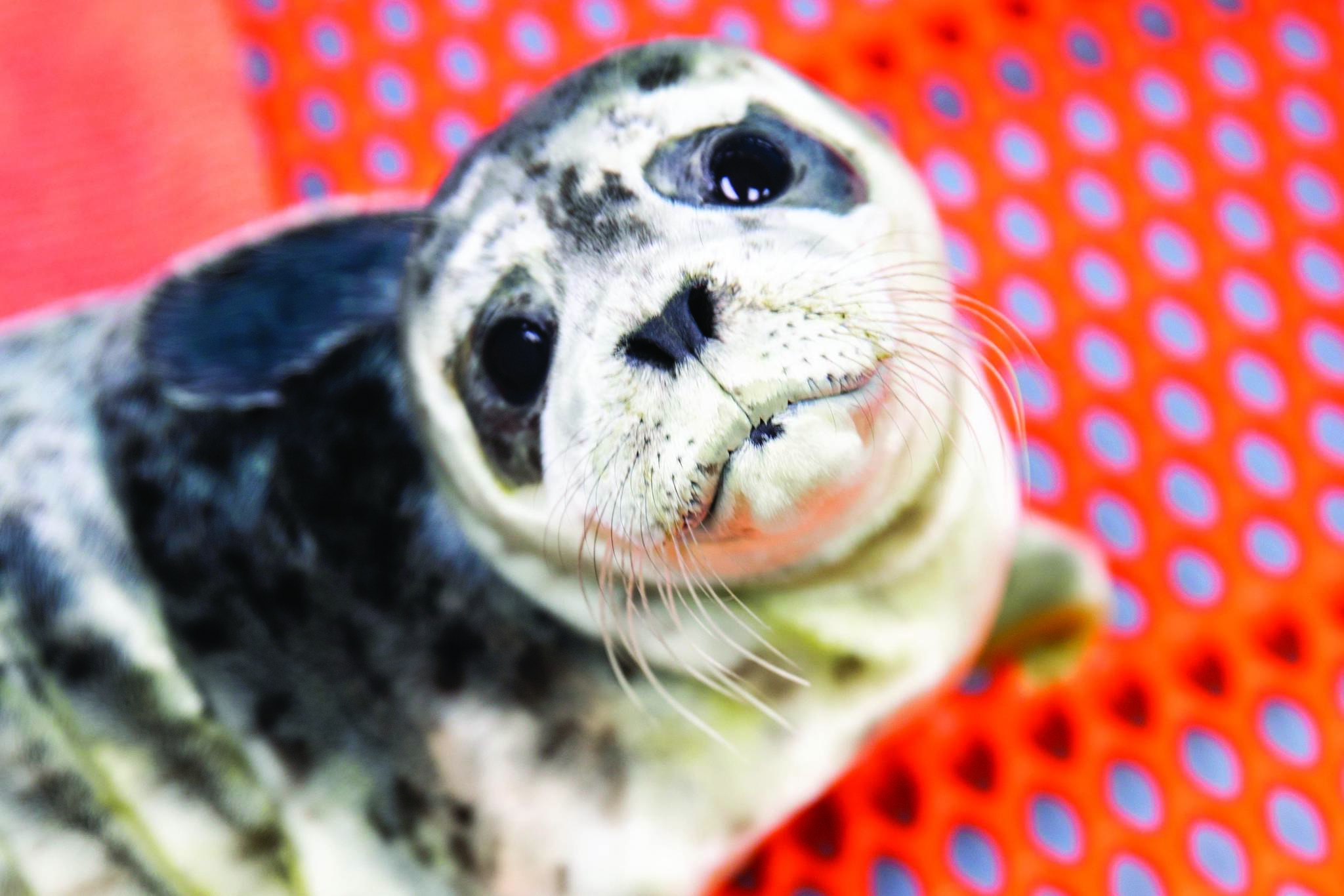 A rescued harbor seal pups is seen at the Alaska SeaLife Center in Seward in this undated photo. (Courtesy Chloe Rossman/Alaska SeaLife Center)