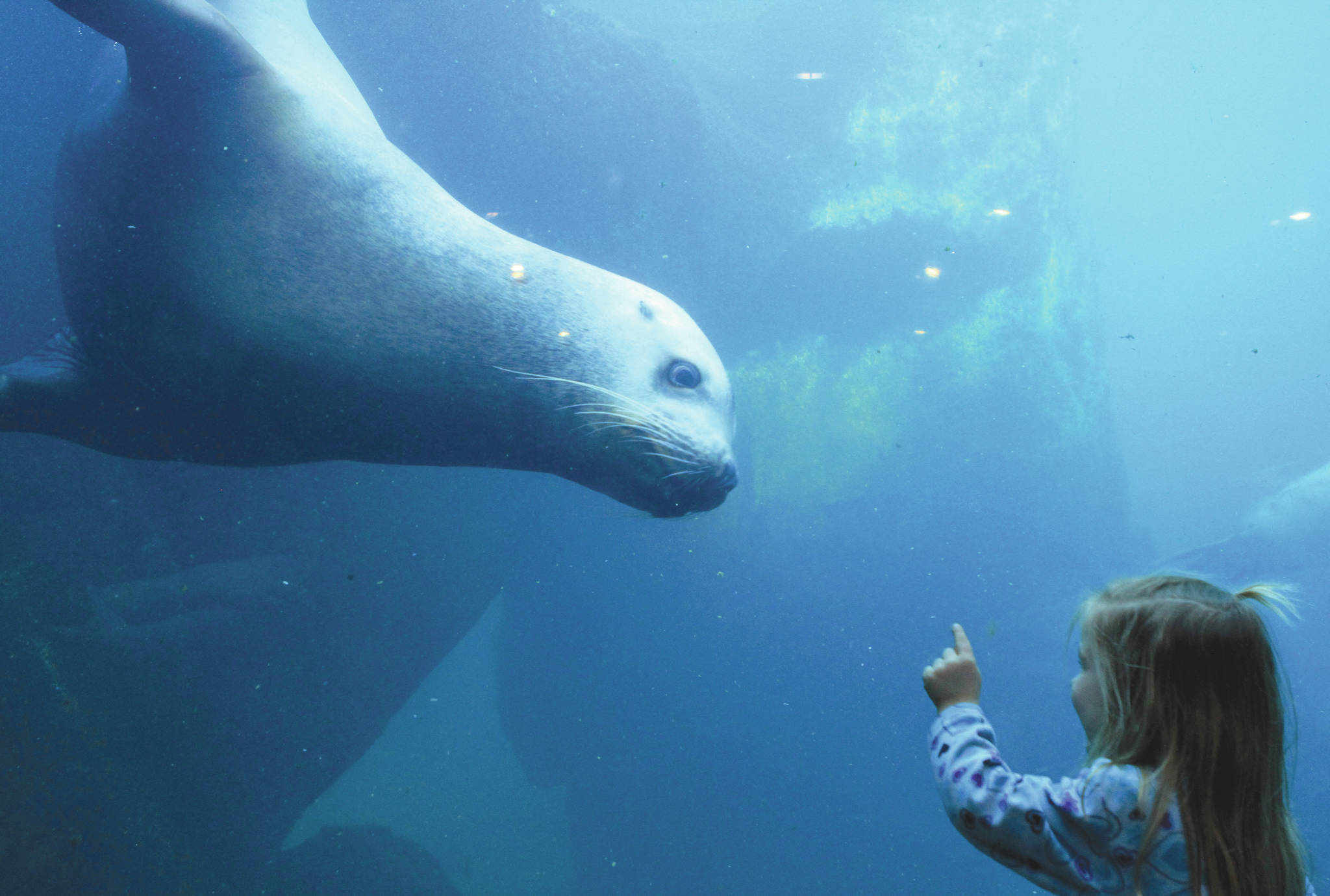 FILE - In this Feb. 25, 2015 file photo, Elin Lunoe, and Pilot, a Steller sea lion, check each other out at a tank at the Alaska SeaLife Center in Seward, Alaska. The Alaska SeaLife Center is in jeopardy of closing after concerns surrounding the coronavirus pandemic have drastically reduced visitation rates. (AP Photo/Dan Joling, File)