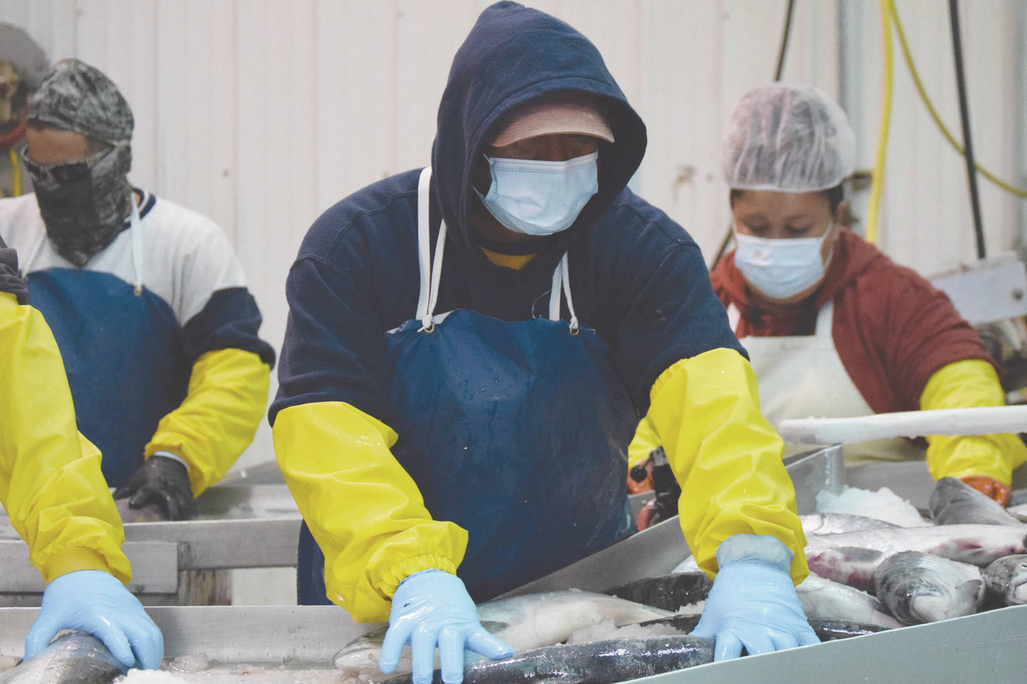 Joseph Lee, of Idaho, backed by Ivan Zarate, of Arizona, and Abiud Zarate, of Baja California, Mexico, arrange fish so their heads can be chopped off by a guillotine-style machine Tuesday, July 14, 2020, at Pacific Star Seafoods in Kenai, Alaska. (Photo by Jeff Helminiak/Peninsula Clarion)