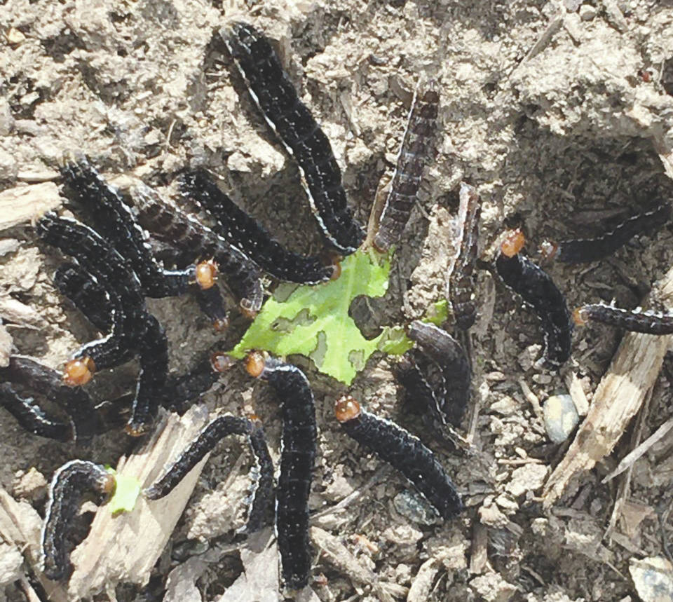 Battered sallow moth caterpillars consume a leaf on the Marsh Lake Trail on Kenai National Wildlife Refuge. (Photo by Cynthia Detrow)