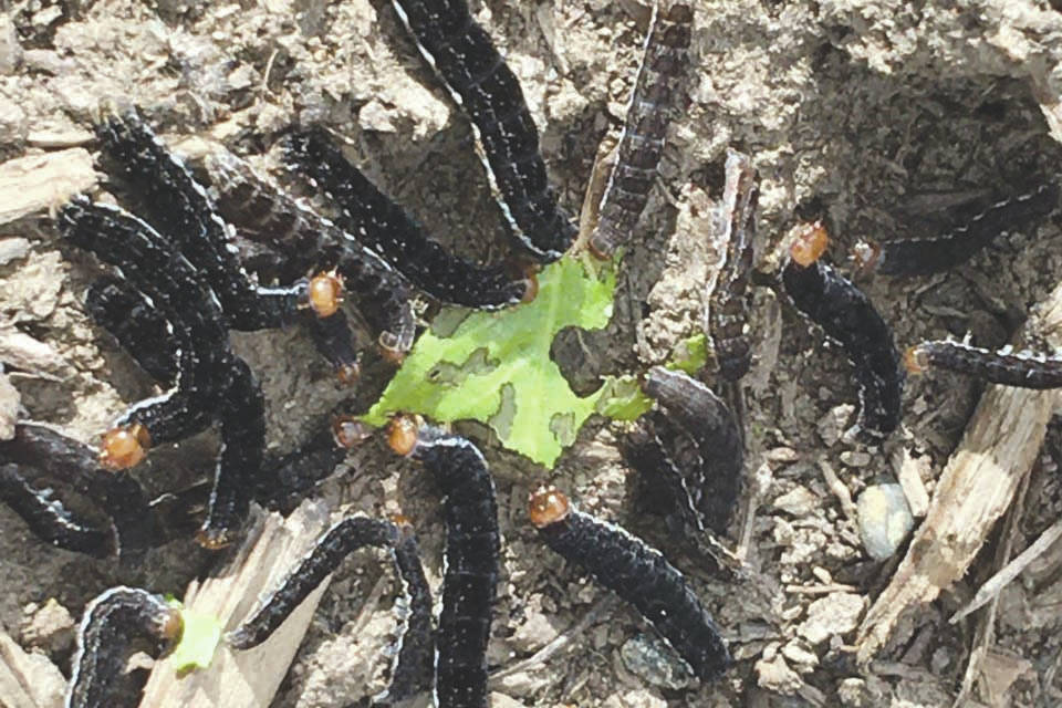 Refuge Notebook: Battered sallow moth caterpillars come and go