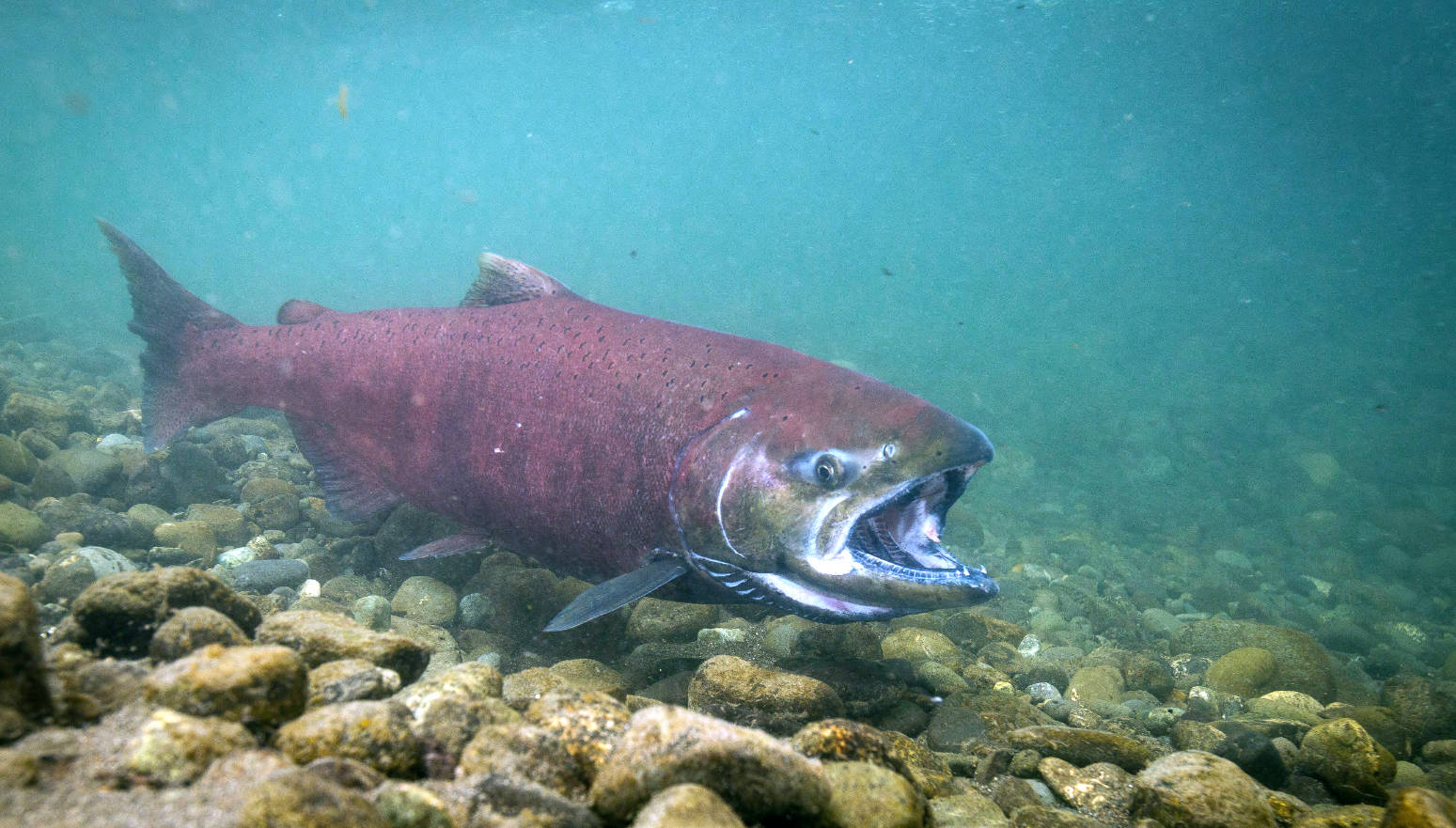 U.S. Fish and Wildlife Service                                An adult chinook salmon swims in Ship Creek in Anchorage in this undated photo.