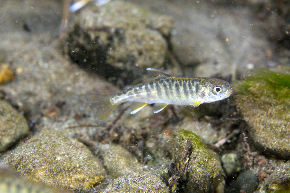 A juvenile Chinook salmon swims in Campbell Creek in Anchorage in this undated photo. (Photo courtesy U.S. Fish and Wildlife Service)