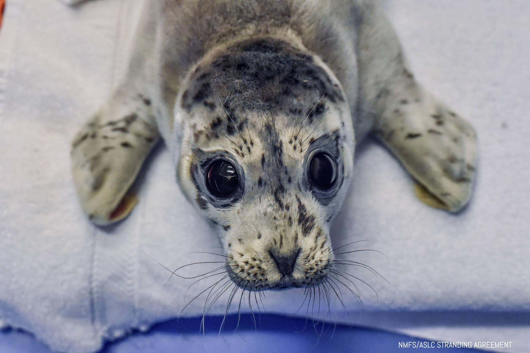 A female harbor seal pup that was admitted to the Alaska SeaLife Center’s Wildlife Response Program on May 4 is seen here in this undated photo. (Photo courtesy Alaska SeaLife Center)