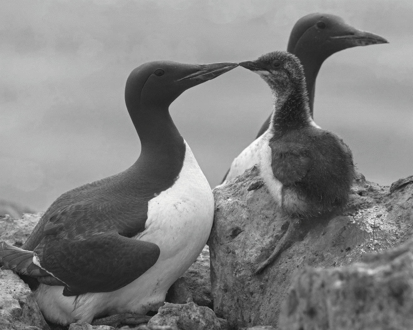 The murre die-off from 2014 to 2016 was related to the intense marine heatwave. Seabirds starved to death due to changes throughout the food web created by the warming ocean. (Photo courtesy of Sarah Schoen, US Geological Survey)