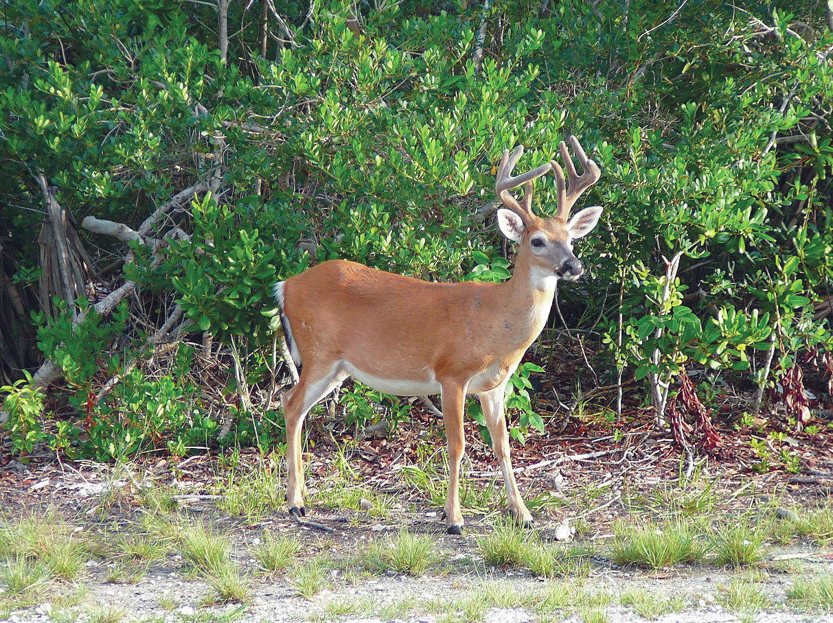 A Key deer, the smallest member of the deer family. (Photo provided by Kenai National Wildlife Refuge)