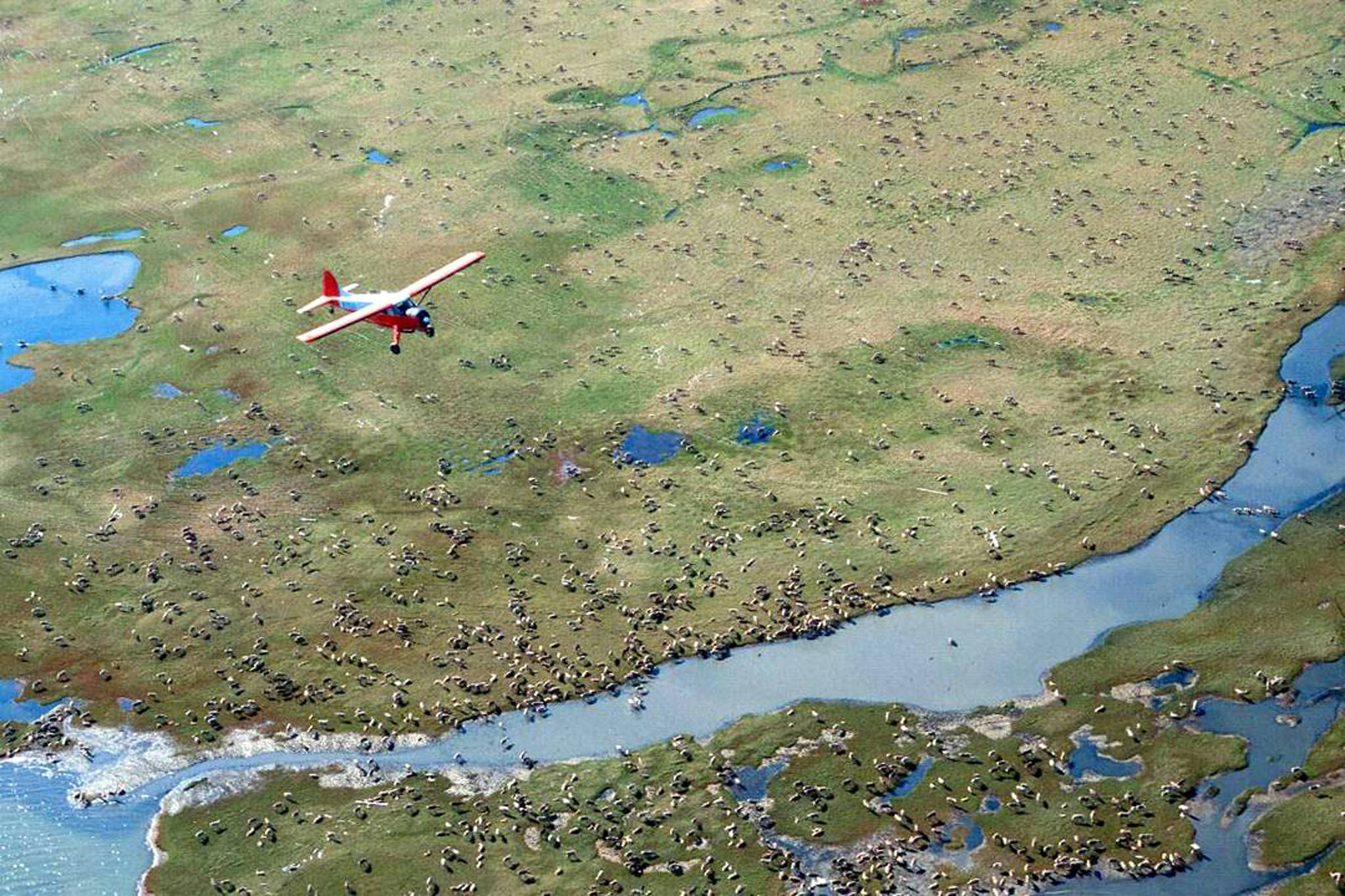 In this undated photo provided by the U.S. Fish and Wildlife Service, an airplane flies over caribou from the Porcupine Caribou Herd on the coastal plain of the Arctic National Wildlife Refuge in northeast Alaska.The Department of the Interior has approved an oil and gas leasing program within Alaska’s Arctic National Wildlife Refuge. The refuge is home to polar bears, caribou and other wildlife. Secretary of the Interior David Bernhardt signed the Record of Decision, which will determine where oil and gas leasing will take place in the refuge’s coastal plain. (U.S. Fish and Wildlife Service via AP)
