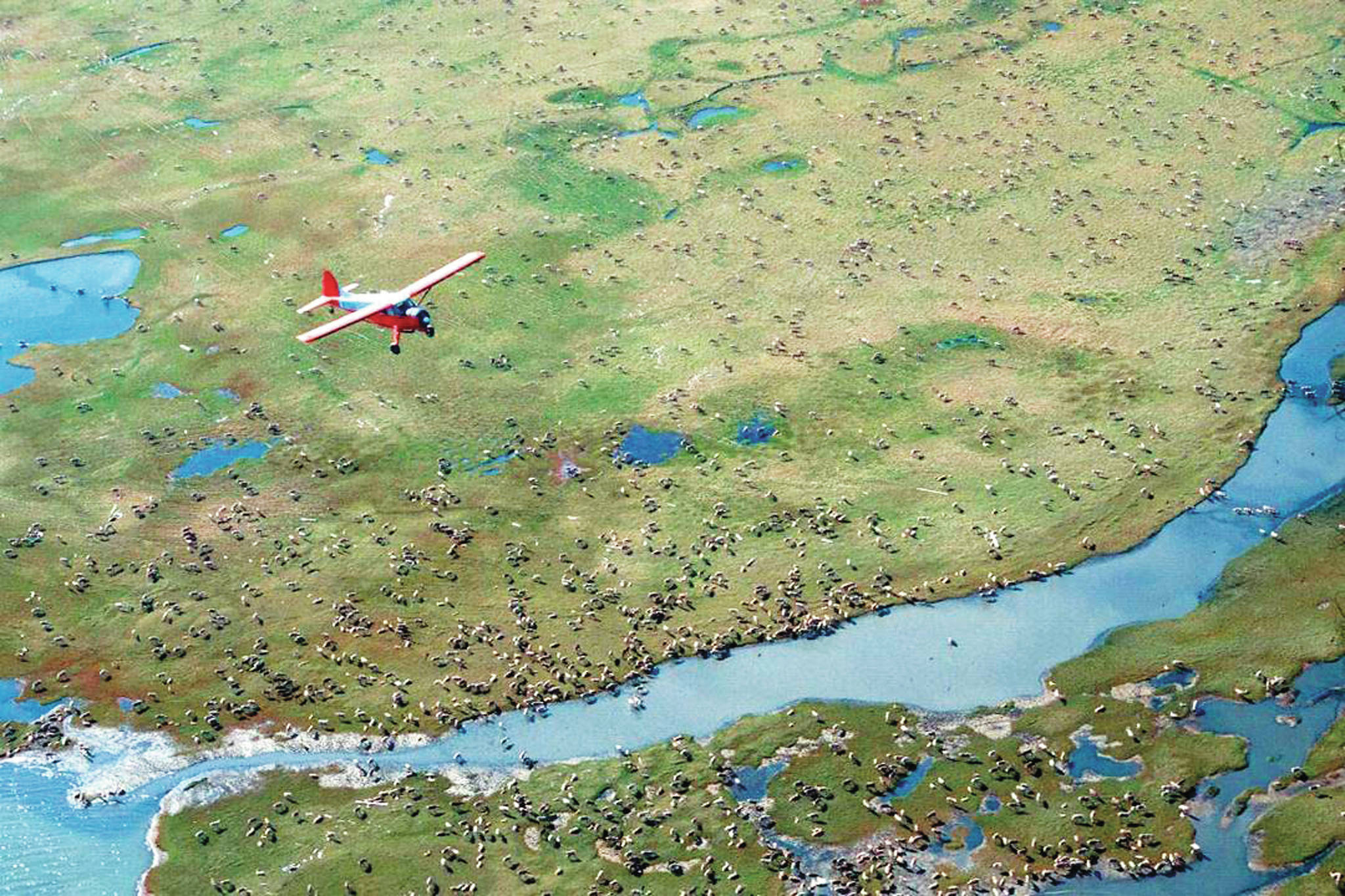 In this undated photo provided by the U.S. Fish and Wildlife Service, an airplane flies over caribou from the Porcupine Caribou Herd on the coastal plain of the Arctic National Wildlife Refuge in northeast Alaska.The Department of the Interior has approved an oil and gas leasing program within Alaska’s Arctic National Wildlife Refuge. The refuge is home to polar bears, caribou and other wildlife. Secretary of the Interior David Bernhardt signed the Record of Decision, which will determine where oil and gas leasing will take place in the refuge’s coastal plain. (U.S. Fish and Wildlife Service via AP)