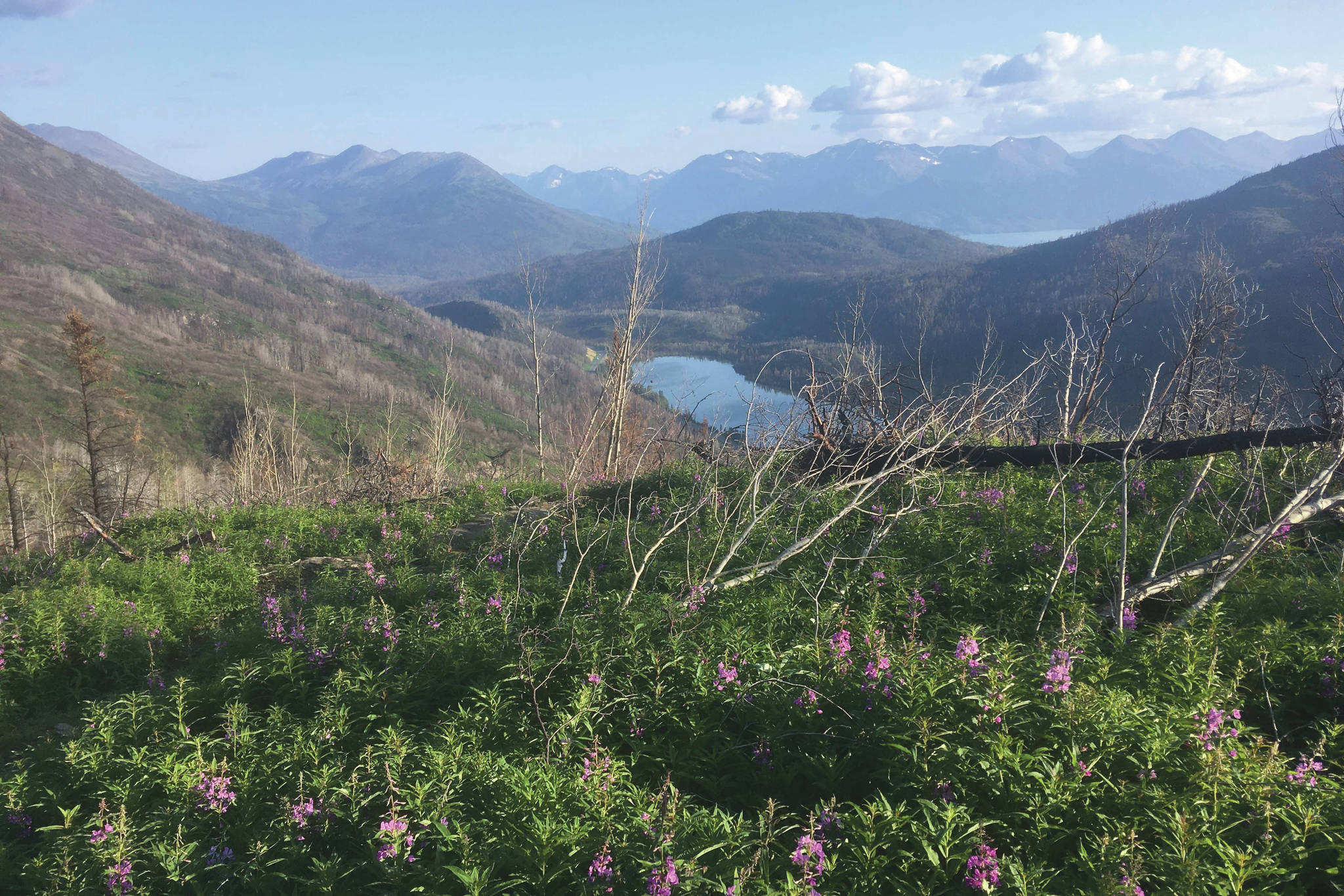 Fireweed dots the landscape on Skyline Trail on Sunday, August 16, 2020. (Photo by Jeff Helminiak/Peninsula Clarion)