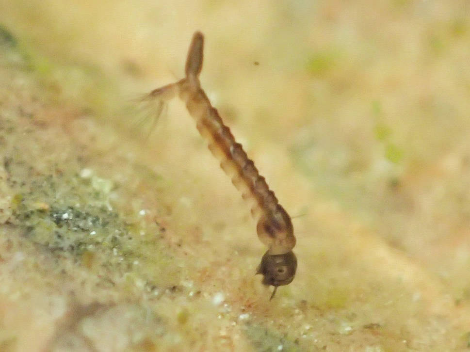 A mosquito larva grazes in a snowmelt pool beside Ski Hill Road on April 26, 2016. (Photo by Matt Bowser/USFWS)