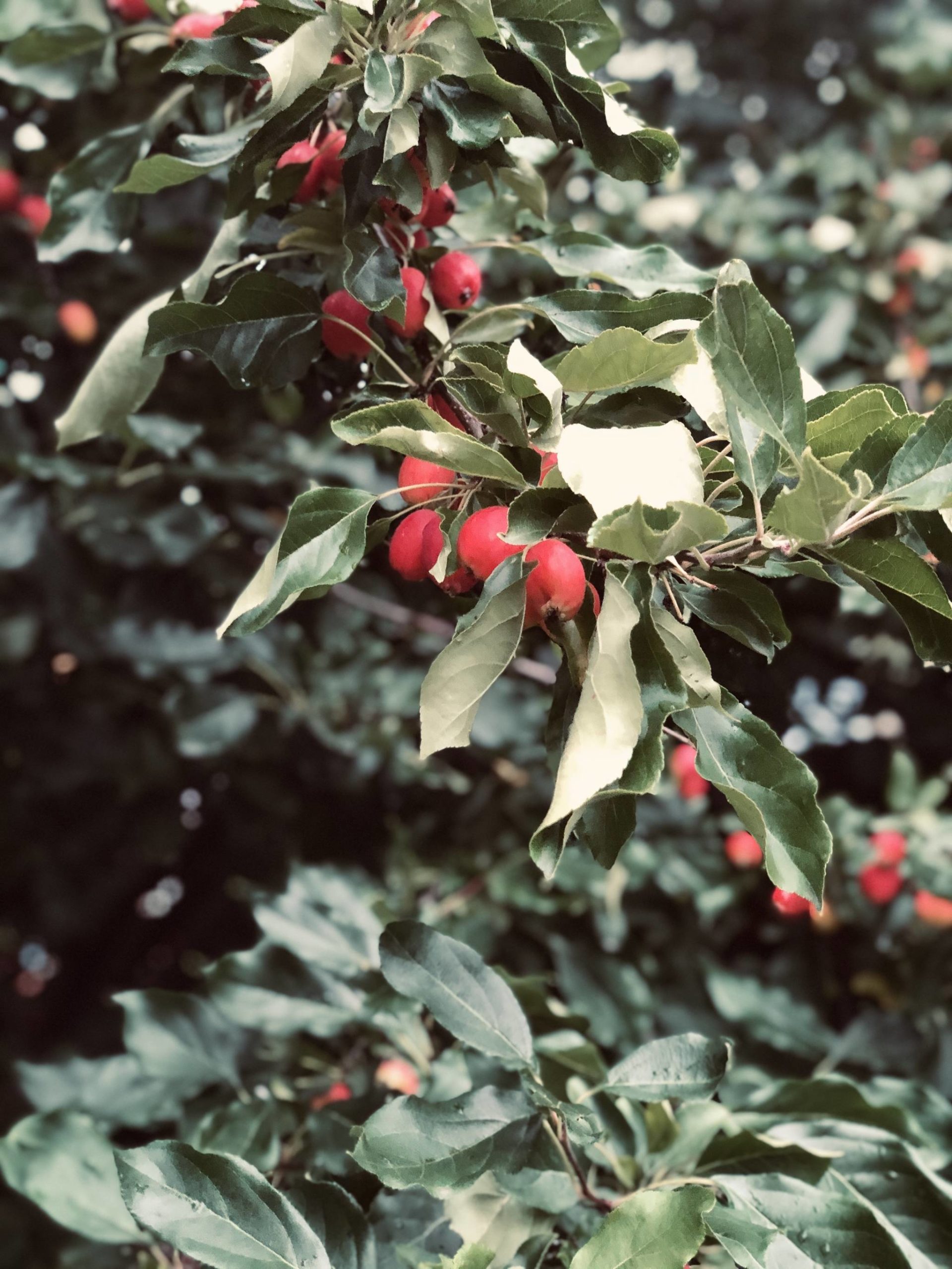 Crab apples hang from the branches of the author’s tree in Anchorage, Alaska. (Photo by Victoria Petersen)