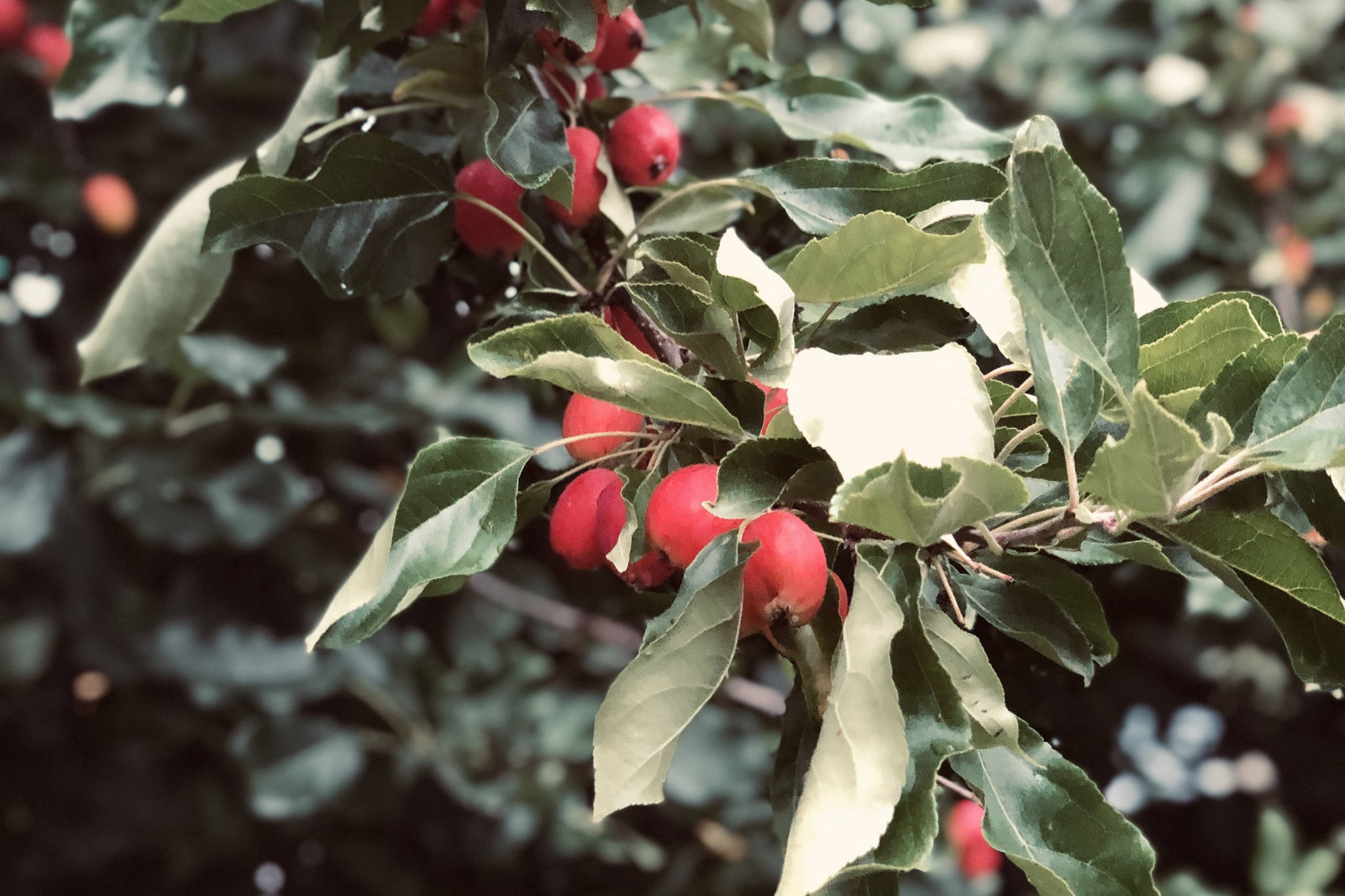 Crab apples hang from the branches of the author’s tree in Anchorage, Alaska. (Photo by Victoria Petersen)