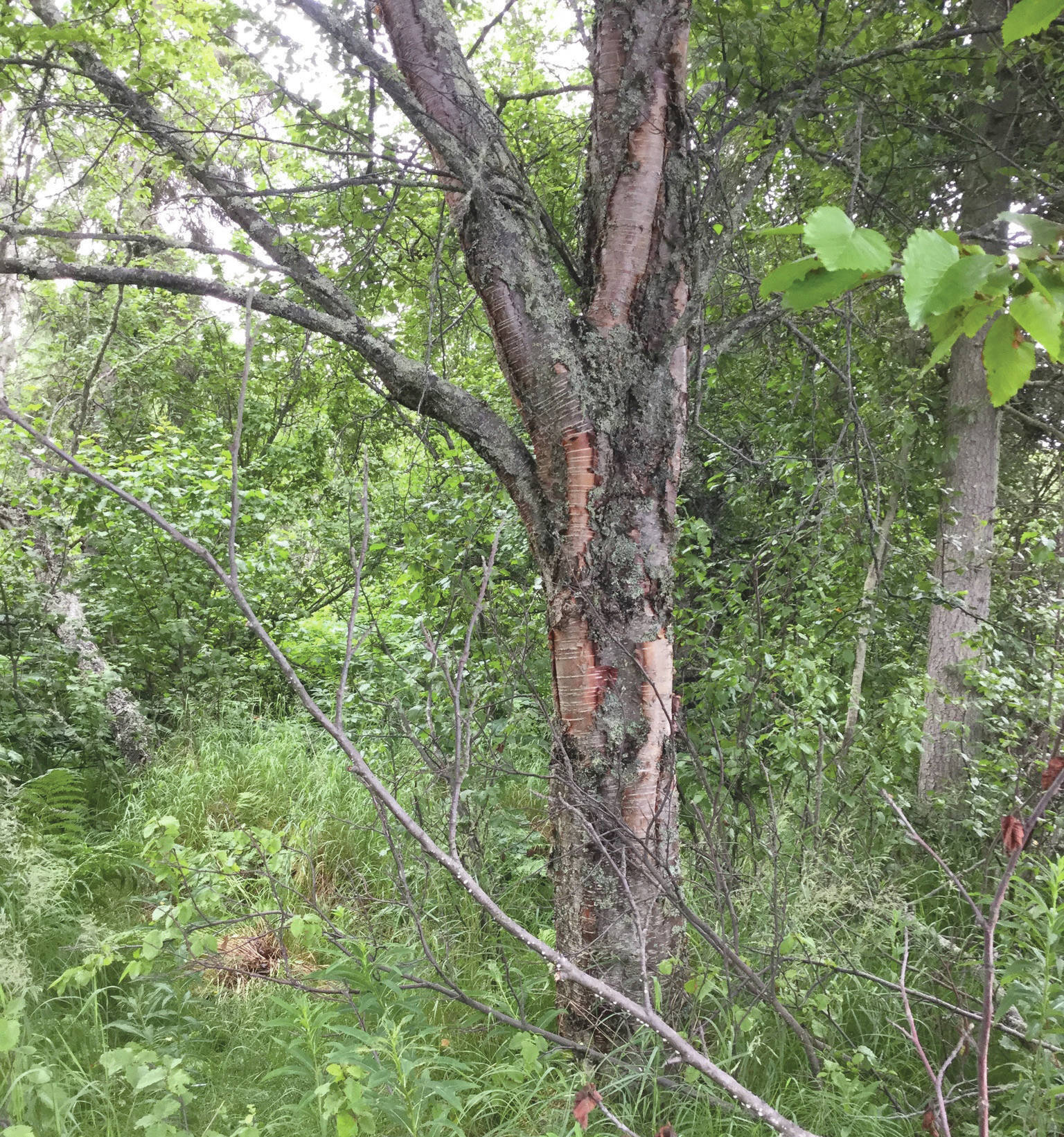 A Kenai birch with characteristic brown bark at Kasilof Beach on July 26, 2018. (Photo by Matt Bowser/USFWS)