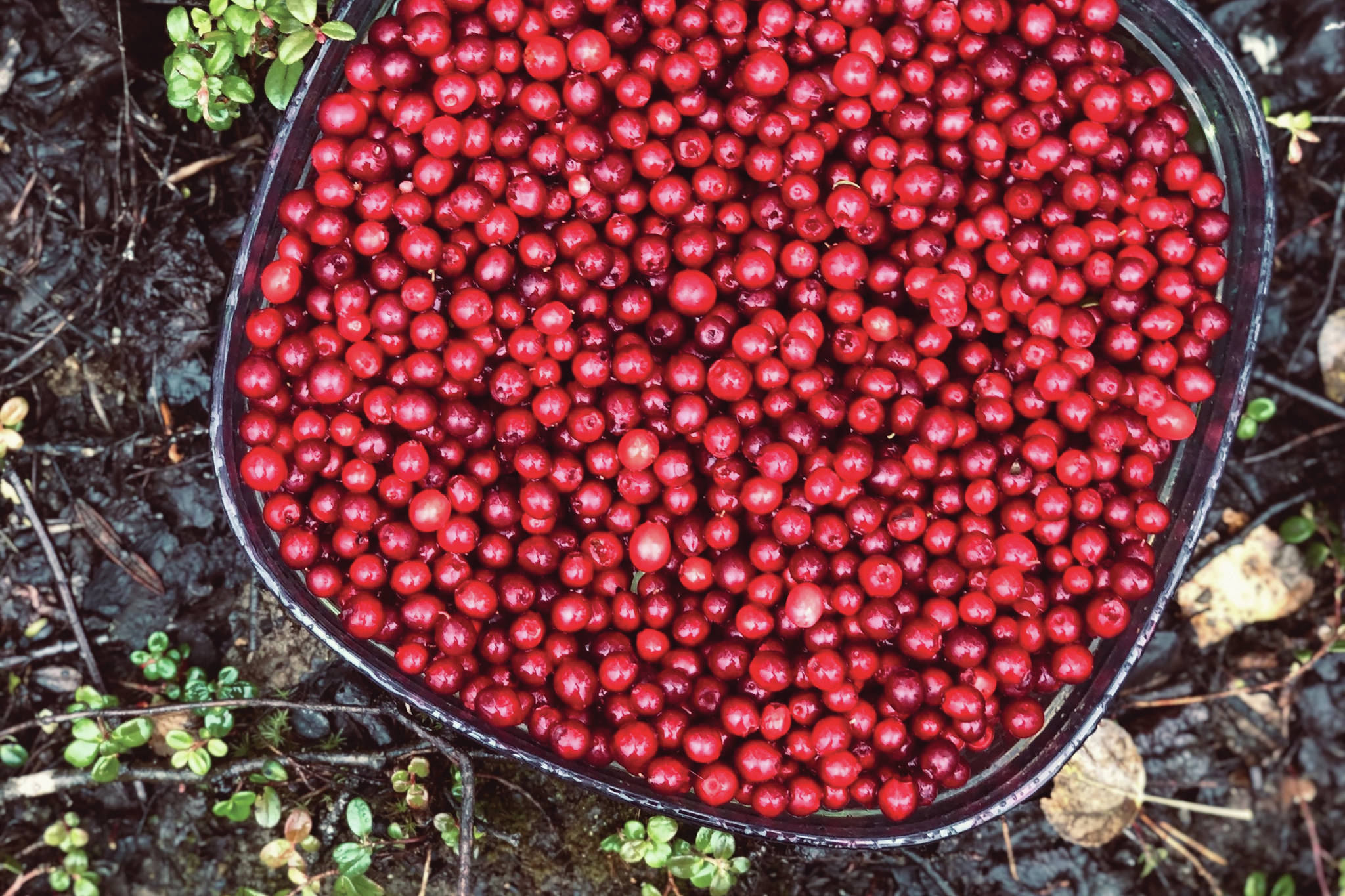Low-bush cranberries are gathered in Anchorage, Alaska, on Monday, Sept. 7, 2020. (Photo by Victoria Petersen/Peninsula Clarion)
Low-bush cranberries are gathered in Anchorage, Alaska, on Monday, Sept. 7, 2020. (Photo by Victoria Petersen/Peninsula Clarion)
