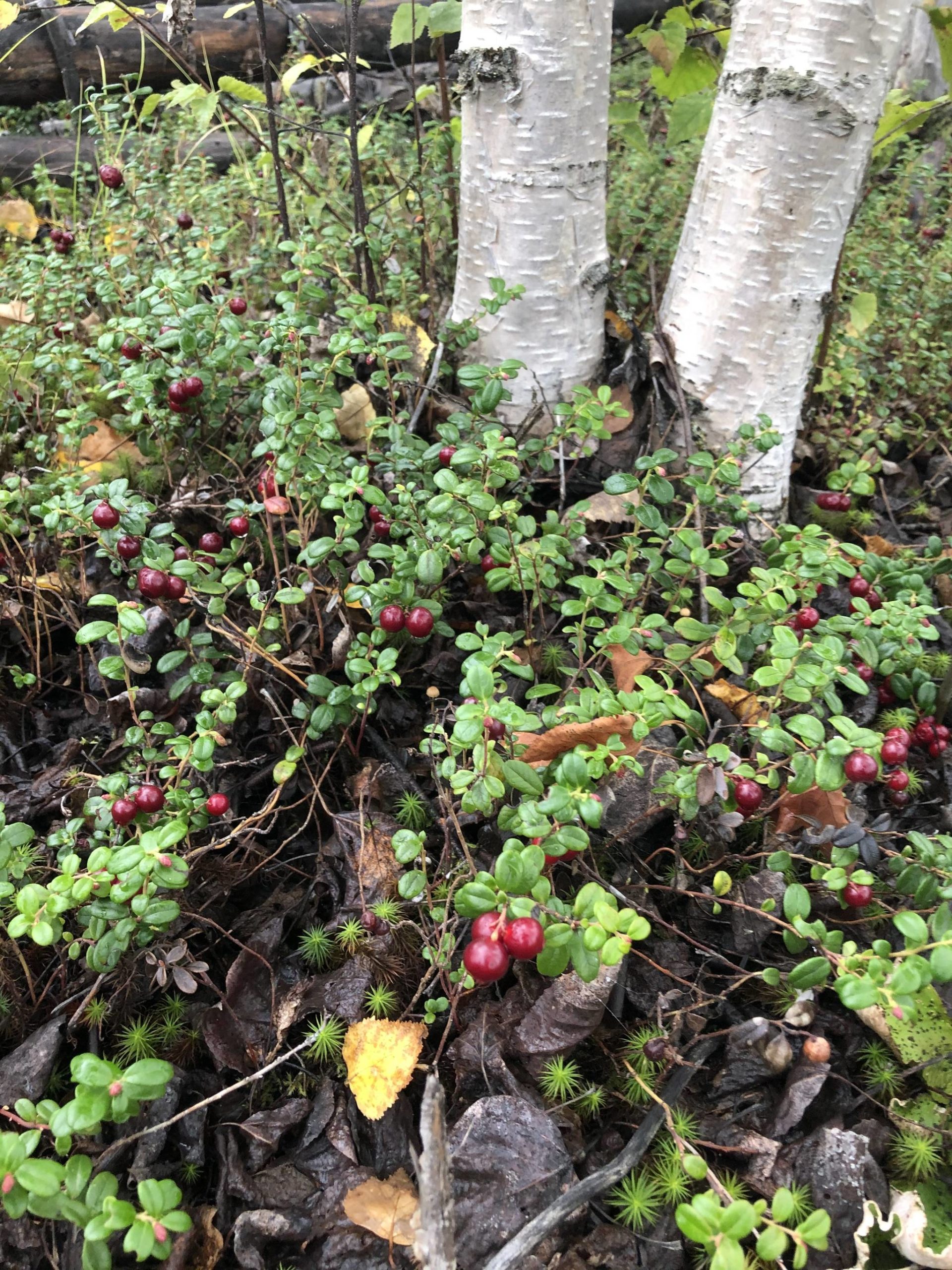 Low-bush cranberries are ready to be picked in Anchorage, Alaska, on Monday, Sept. 7, 2020. (Photo by Victoria Petersen/Peninsula Clarion)