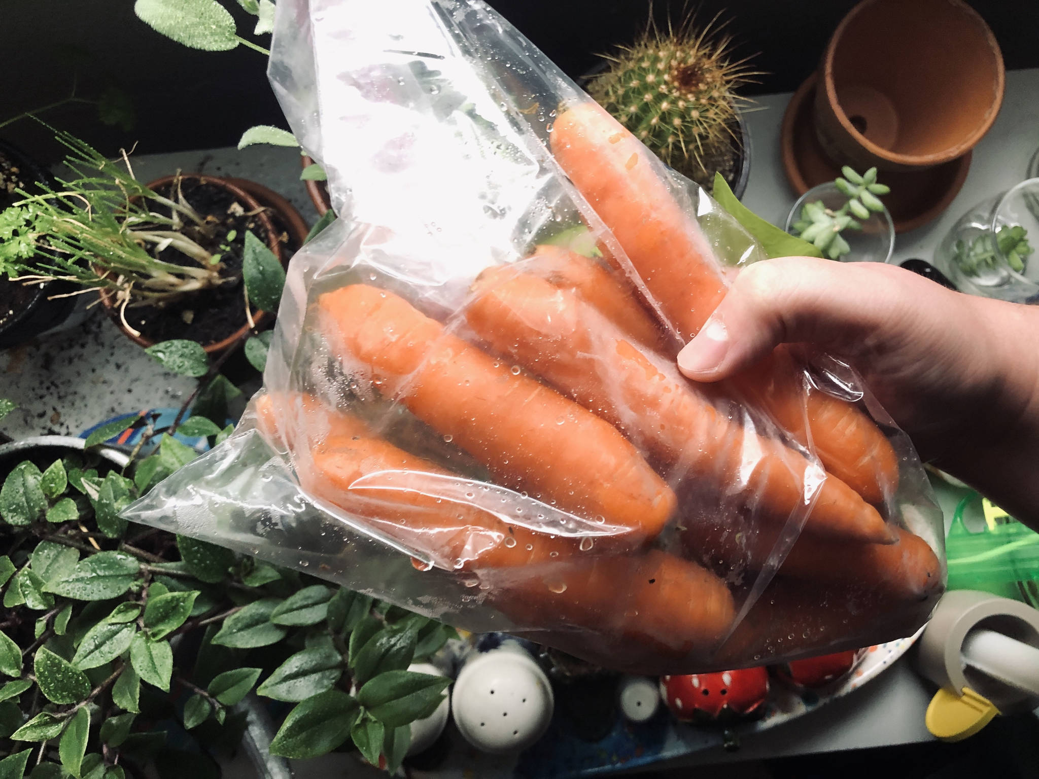 A bag of carrots I picked up from my neighborhood farmers market, on Tuesday, Sept. 15, 2020 in Anchorage, Alaska. (Photo by Victoria Petersen/Peninsula Clarion)