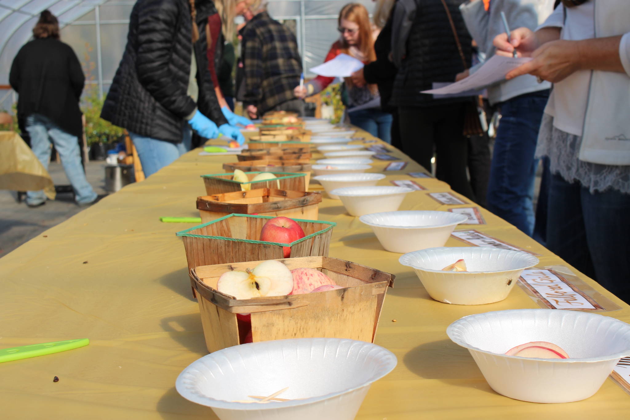 Photos by Brian Mazurek/Peninsula Clarion                                 Attendees of the annual apple tasting at O’Brien Garden and Trees try each of the 19 varieties that were grown this year on Saturday, in Nikiski.