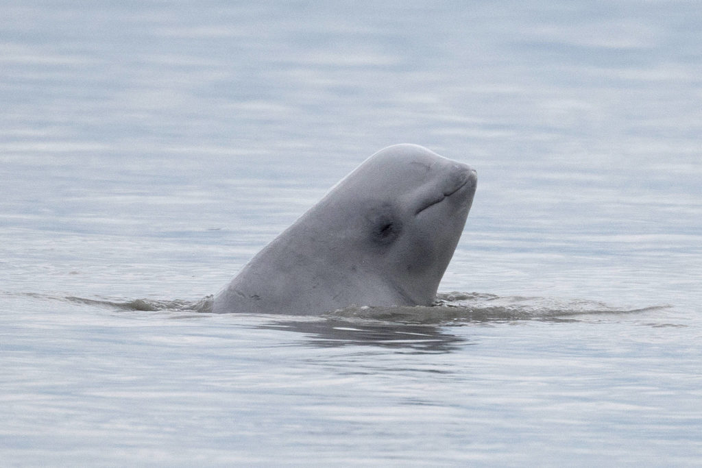 Voices of the Peninsula: Cook Inlet's pollution double standard - Kenai Peninsula Online