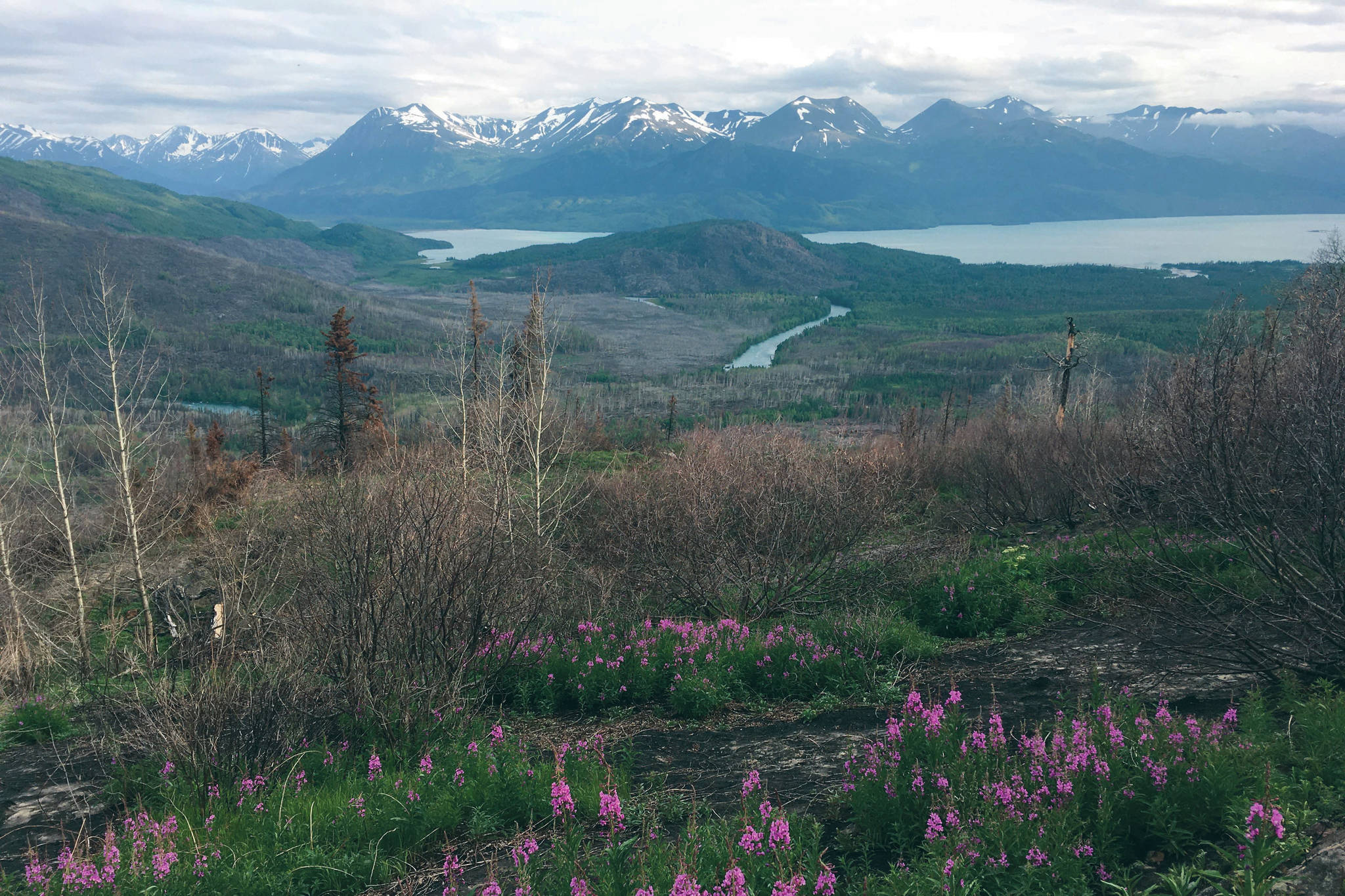 The Kenai River curls to Skilak Lake, as seen from the Hideout Trail on July 5, 2020. (Photo by Jeff Helminiak/Peninsula Clarion)