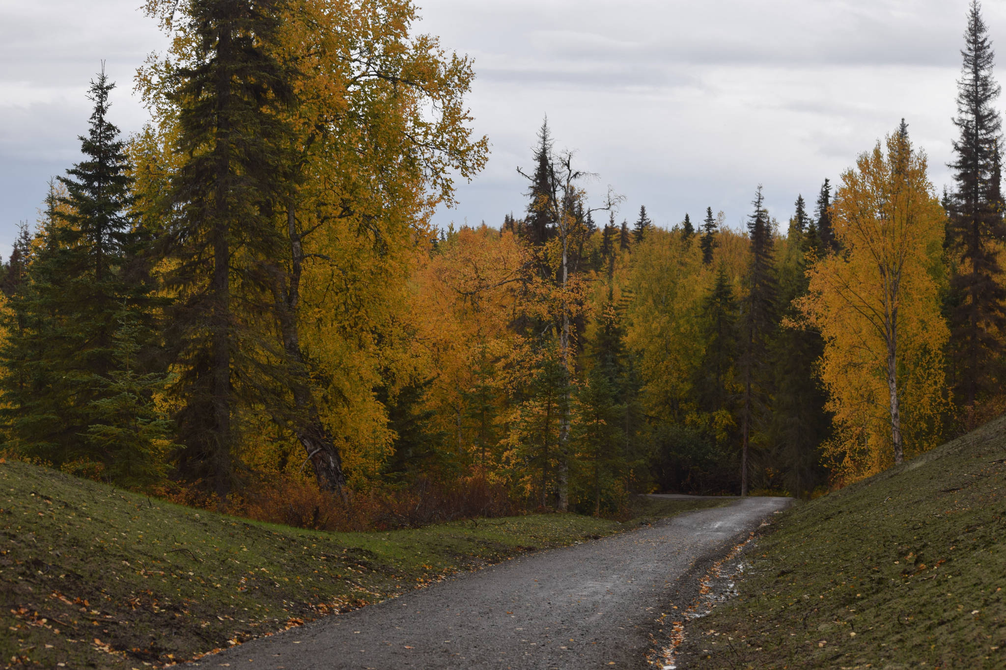 Part of the Ski-Hill Multi-use trail is seen from a trailhead located at the Kenai National Wildlife Refuge Visitor Center on Saturday, Sept. 26 just outside Soldotna, Alaska.                                Part of the Ski-Hill Multi-use trail is seen from a trailhead located at the Kenai National Wildlife Refuge Visitor Center on Saturday, Sept. 26 just outside Soldotna, Alaska.