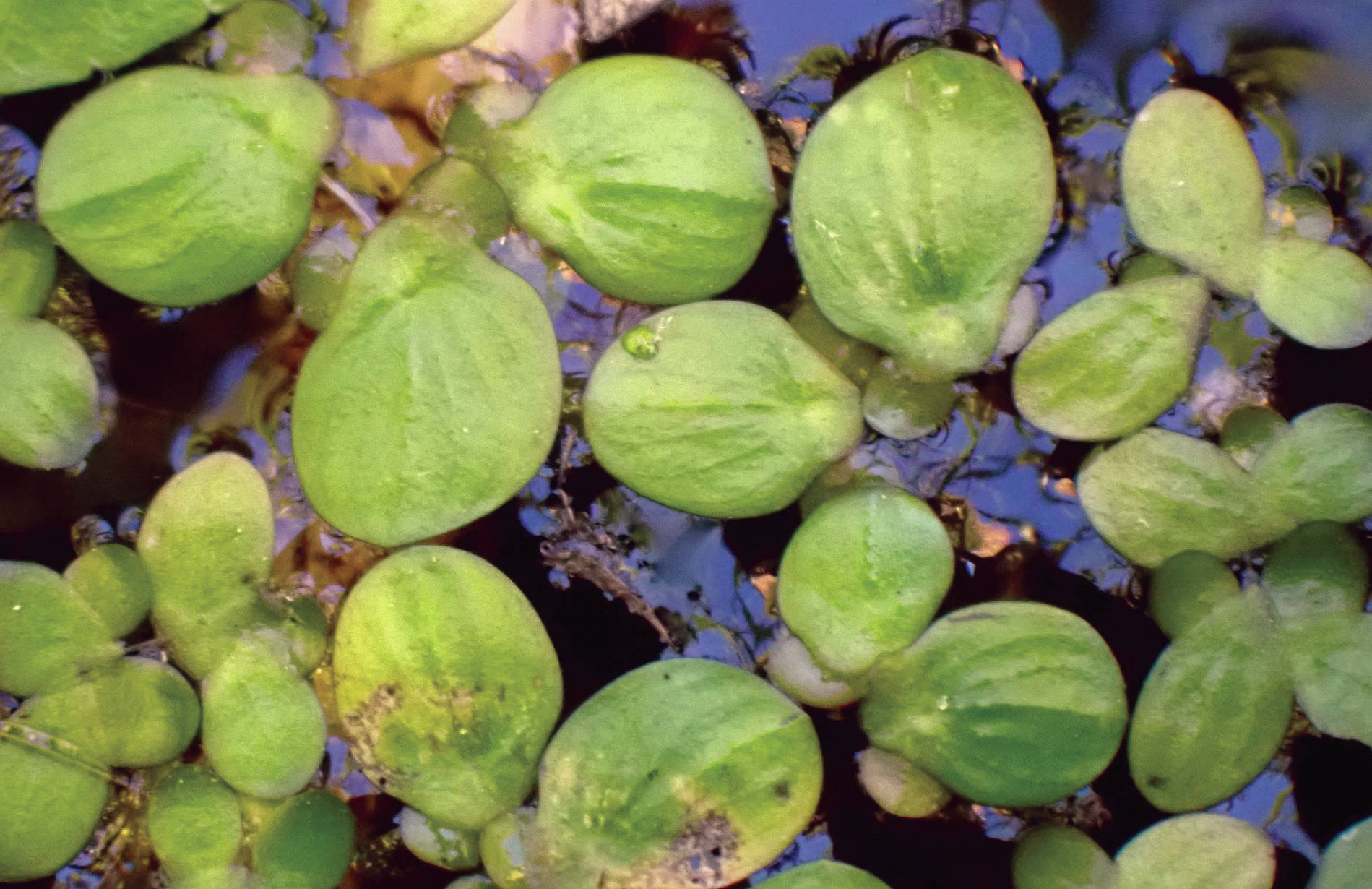 Greater duckweed on the surface of Sucker Creek on Sept. 10, 2020. (Photo by Matt Bowser/Kenai National Wildlife Refuge)