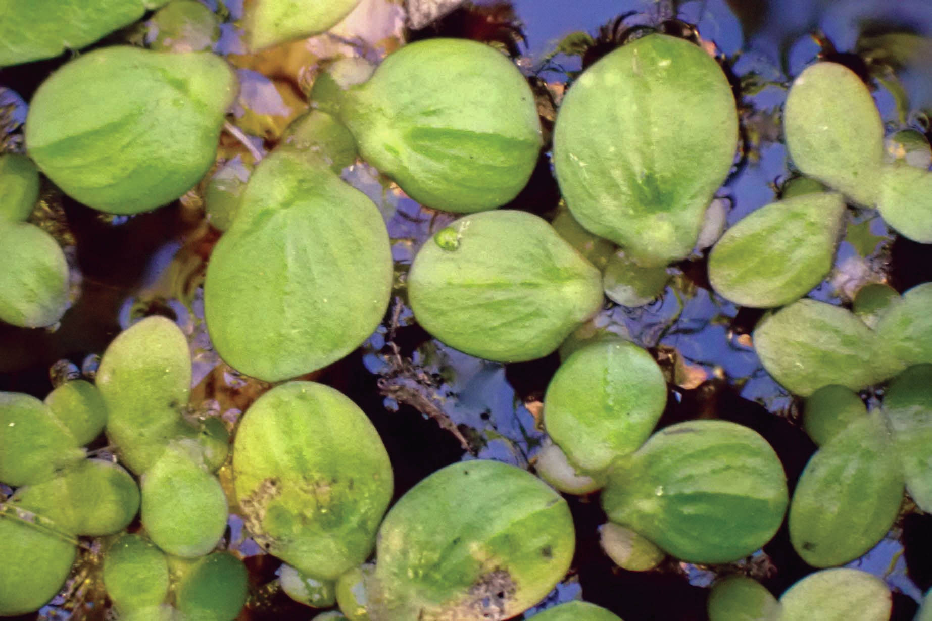 Refuge Notebook: Greater duckweed on Kenai Peninsula refuge