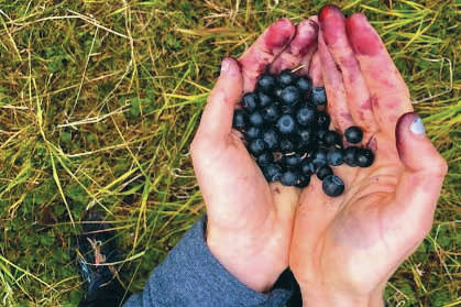 A photo of the author’s hands during a drier October full of blueberry picking. (Photo provided by Kat Sorensen)