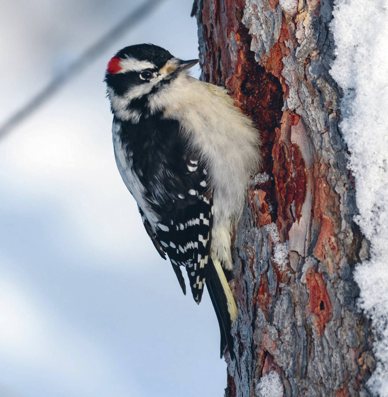 A long, white strip of soft, white feathers running down the back gives the downy woodpecker its name. (Photo by Colin Canterbury/USFWS)
