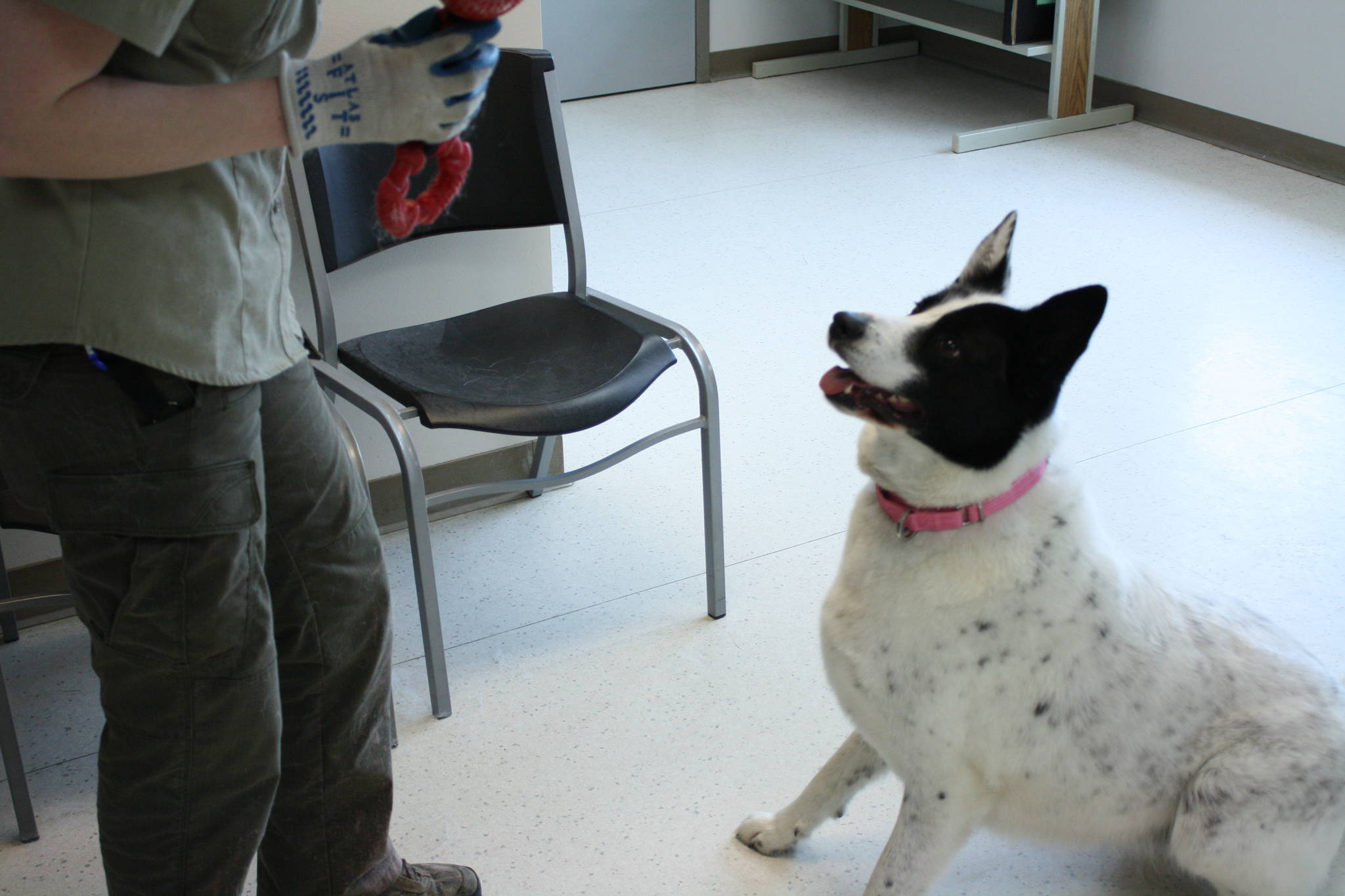 A rescued dog sits at the Kenai Animal Shelter on Thursday, May 17, 2018. (Photo by Erin Thompson/Peninsula Clarion)