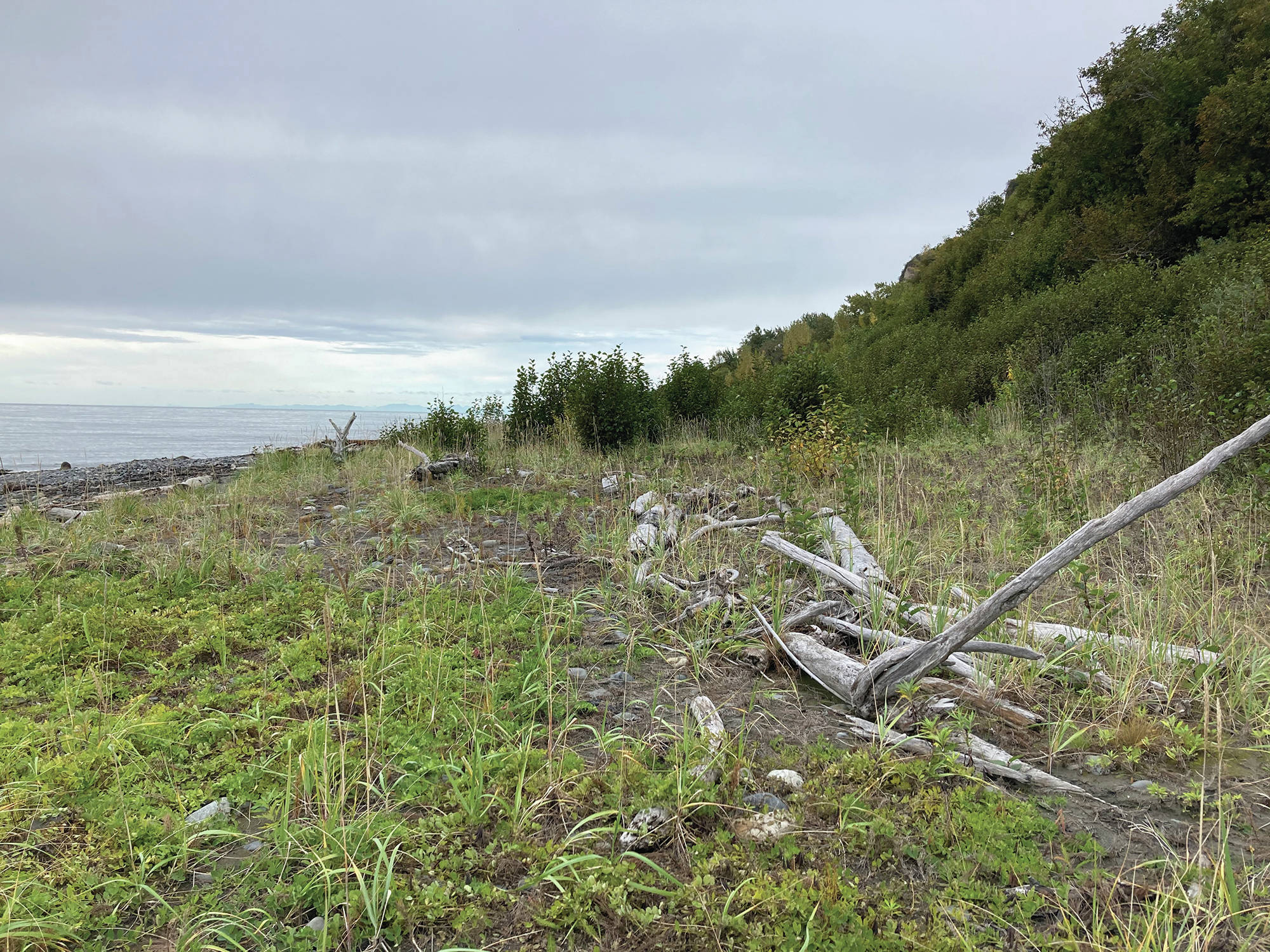 A section of the Diamond Creek beach has built up, with plants growing where 10 years ago there had been bare mud, as seen here on Sunday, Oct. 4, 2020, near Homer, Alaska. (Photo by Michael Armstrong/Homer News)