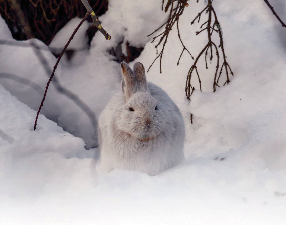 A snowshoe hare in its white winter coat. (Photo by Colin Canterbury/Kenai National Wildlife Refuge)