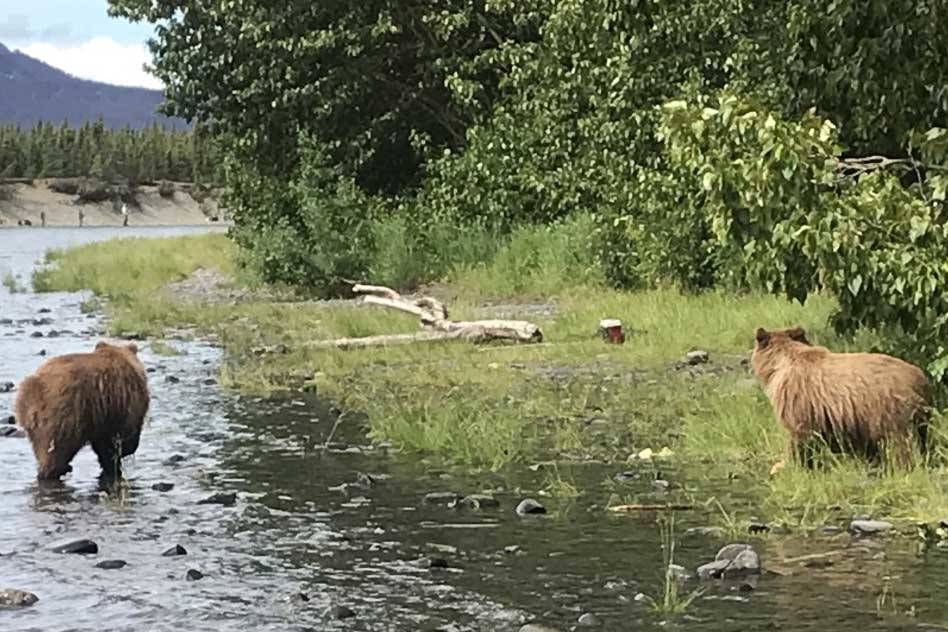 Yearling brown bear cubs near the Russian River Ferry. (Photo by Matt Conner/Kenai National Wildlife Refuge)