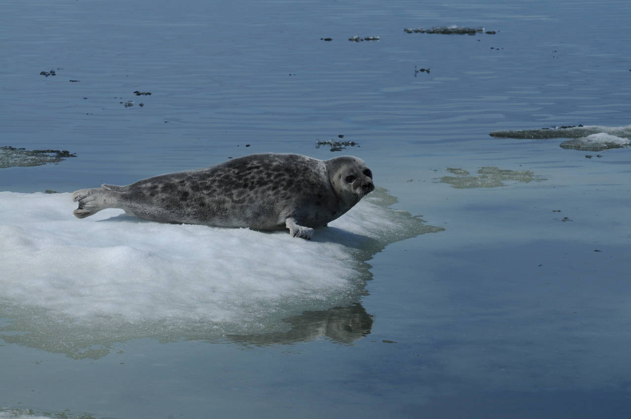 An Arctic Ringed Seal, which is listed as a “threatened” subspecies of ringed seal under the Endangered Species Act. (Courtesy National Oceanic and Atmospheric Administration)