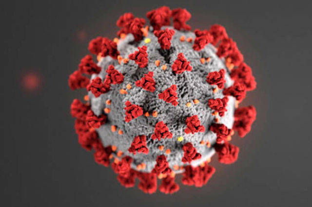 A microscopic look of the COVID virus. Photo: CDC