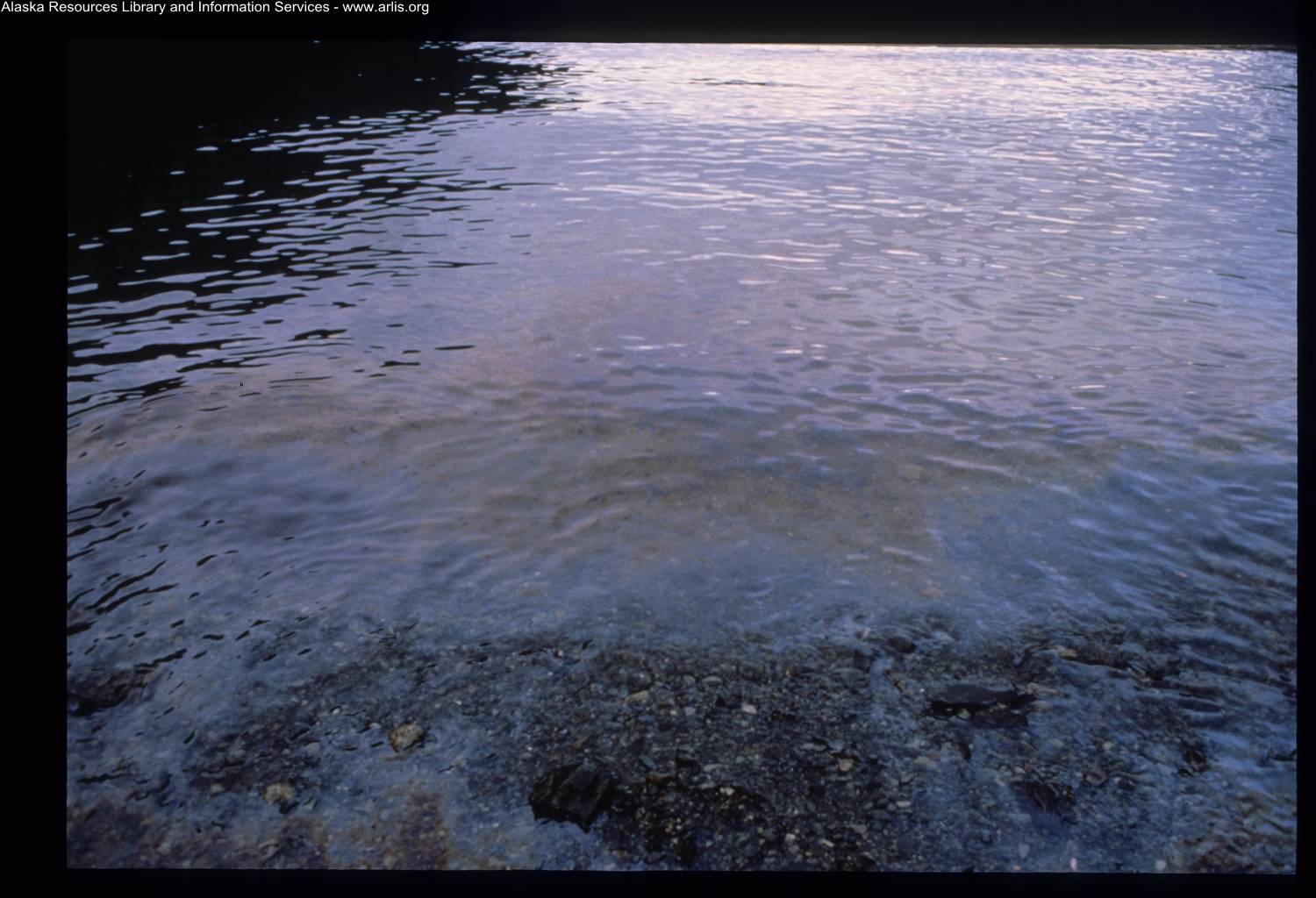 Oil sheen bleeds from the beach at Herring Bay on Knight Island on Dec. 7, 1989. (Courtesy Photo / ARLIS Reference)