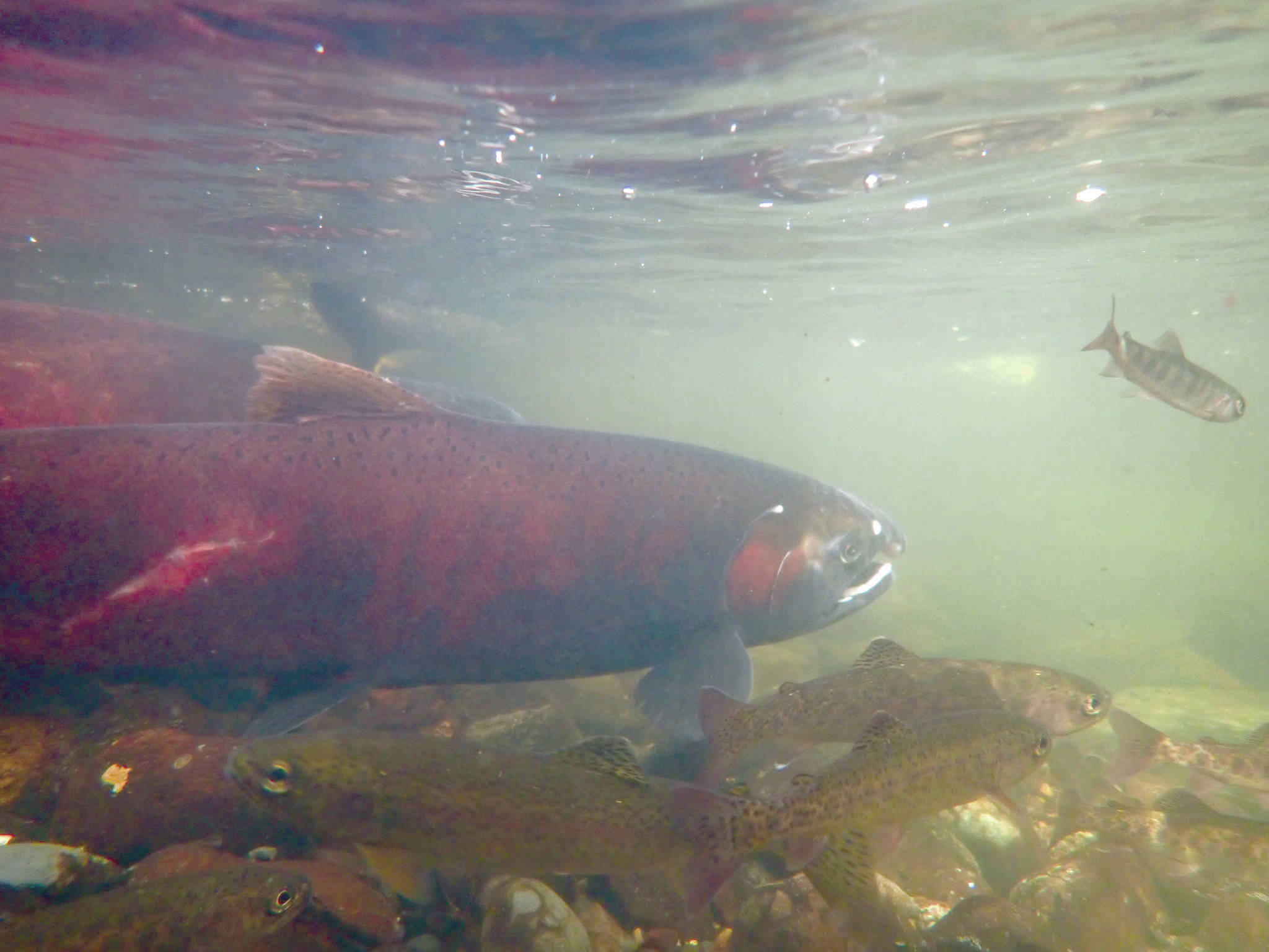 Silver salmon swim in Sucker Creek on Sept. 18, 2020. Surface streams on the Kenai Peninsula and fish in them have far less arsenic in them than in some well water in the area. (Photo by Matt Bowser/Kenai National Wildlife Refuge)