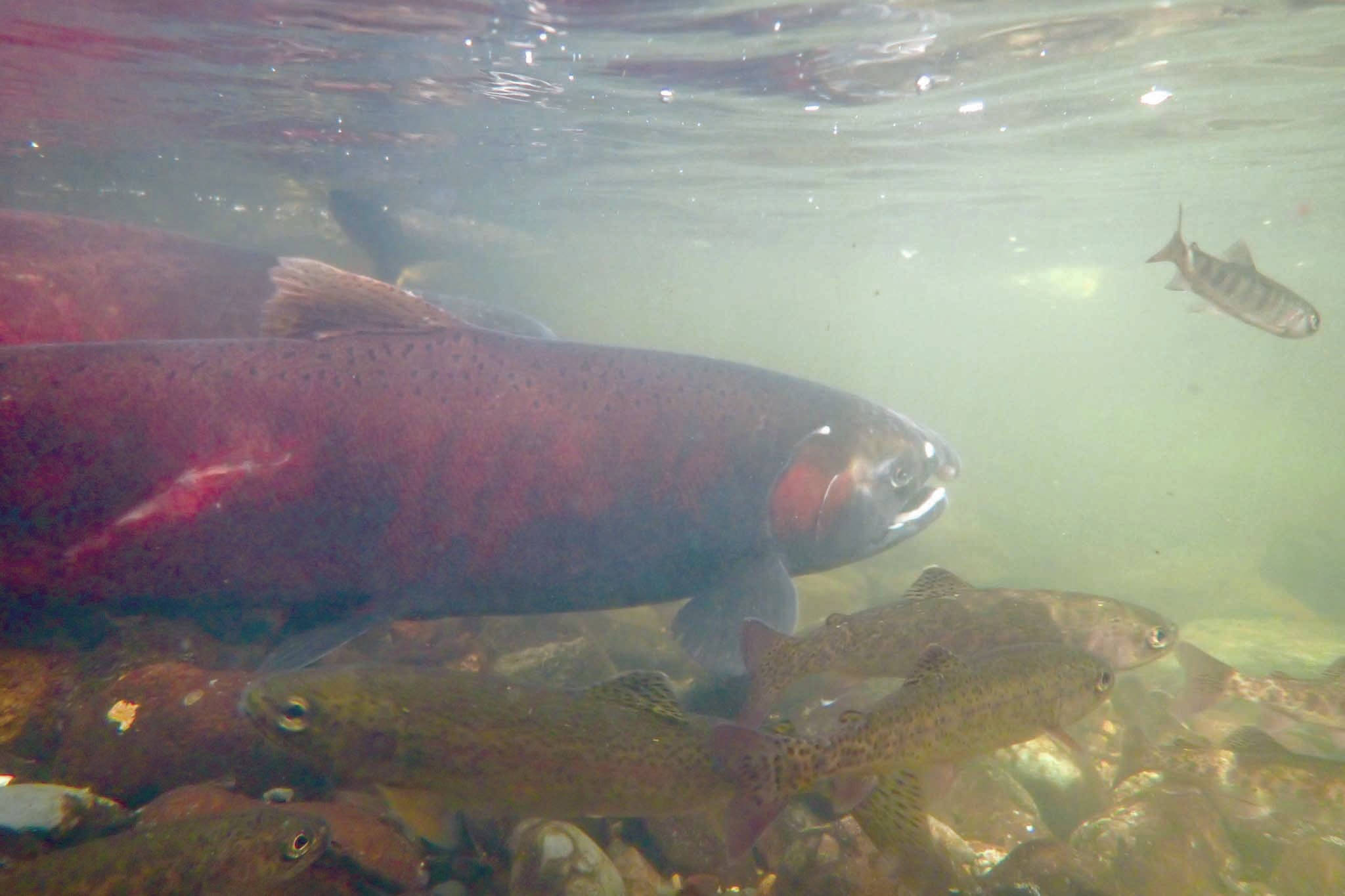 Silver salmon swim in Sucker Creek on Sept. 18, 2020. Surface streams on the Kenai Peninsula and fish in them have far less arsenic in them than in some well water in the area. (Photo by Matt Bowser/Kenai National Wildlife Refuge)