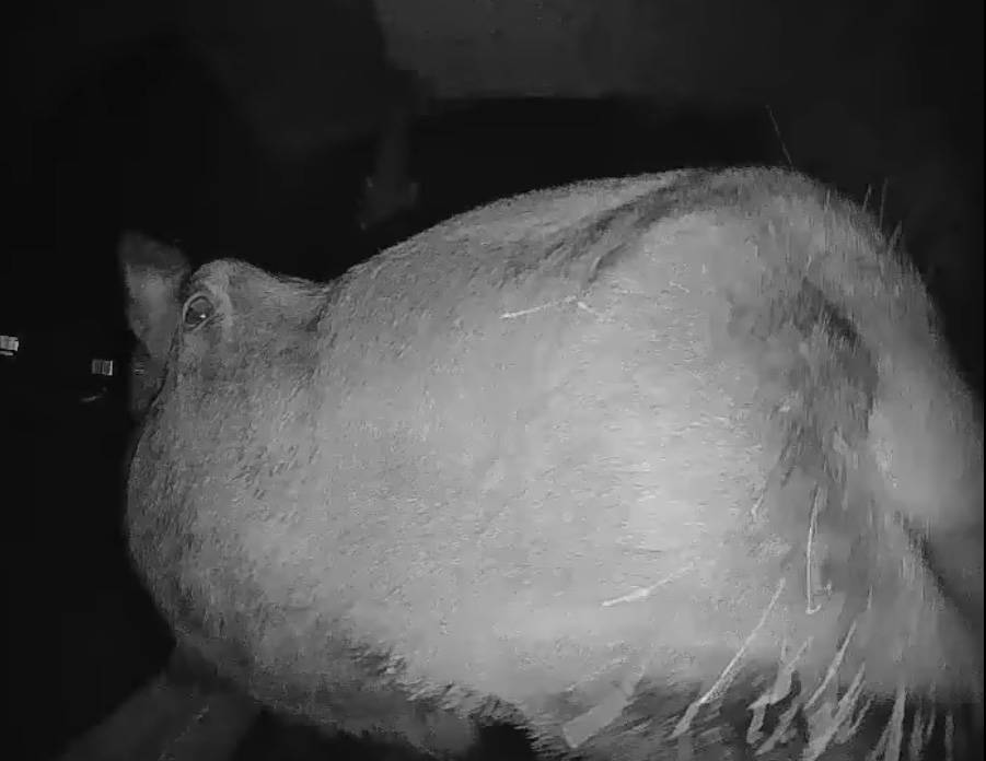A curious moose inspects the doorbell of Austin and Lisa Hansen in Kenai, Alaska, in a video shared by the Hansens on Nov. 29, 2020. (Screenshot by Brian Mazurek/Peninsula Clarion)