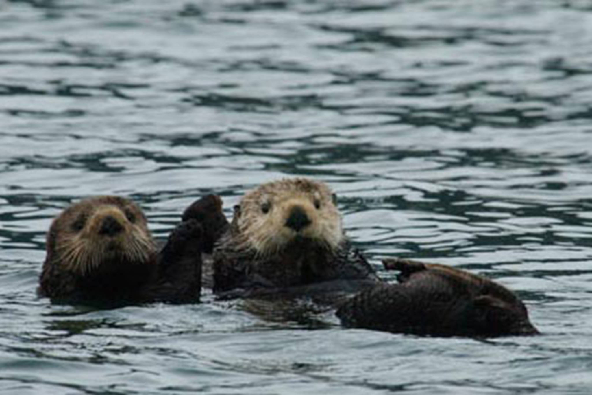 (Courtesy Photo / Randall Davis, Alaska Department of Fish & Game)