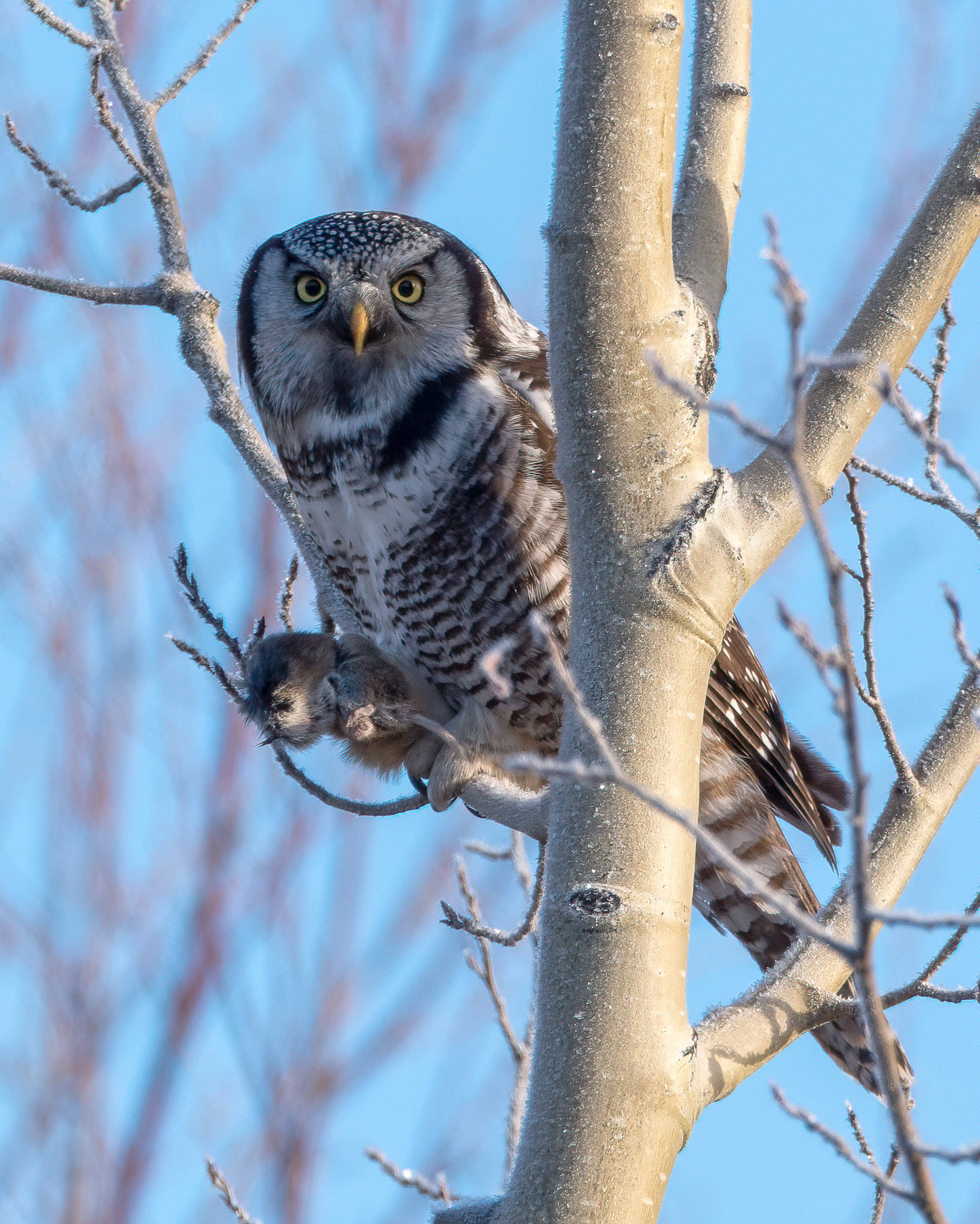 A Northern Hawk Owl clutching a red-backed vole near Watson Lake on Nov. 30, 2020. (Photo by Colin Canterbury/USFWS)