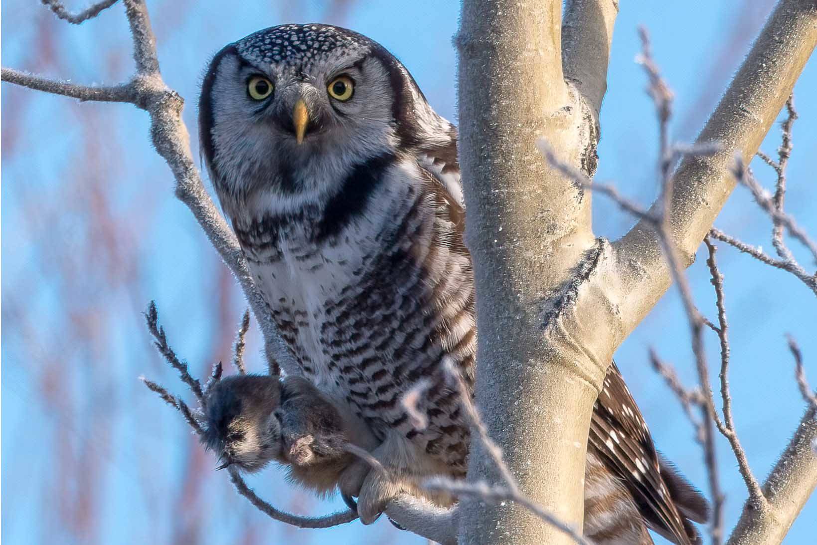 A Northern Hawk Owl clutching a red-backed vole near Watson Lake on Nov. 30, 2020. (Photo by Colin Canterbury/USFWS)