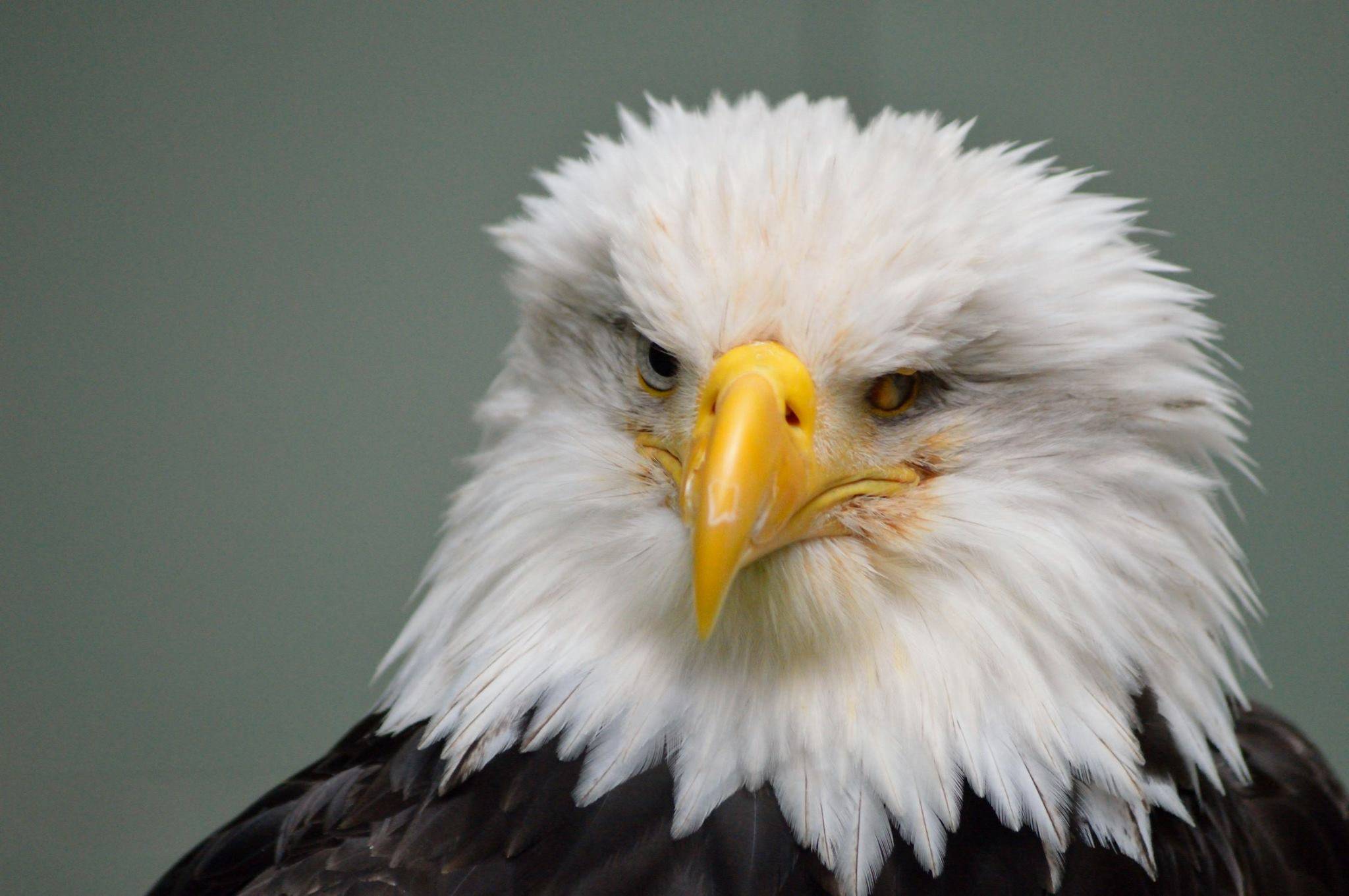 Lady Baltimore, seen here, was injured by gunfire in 2006 and rescued by the Juneau Raptor Center. The Fish and Wildlife Service is offering a reward for information on the shooter of another bald eagle, found on Dec. 22, which had to be euthanized due to its injuries. (Courtesy photo / Juneau Raptor Center)