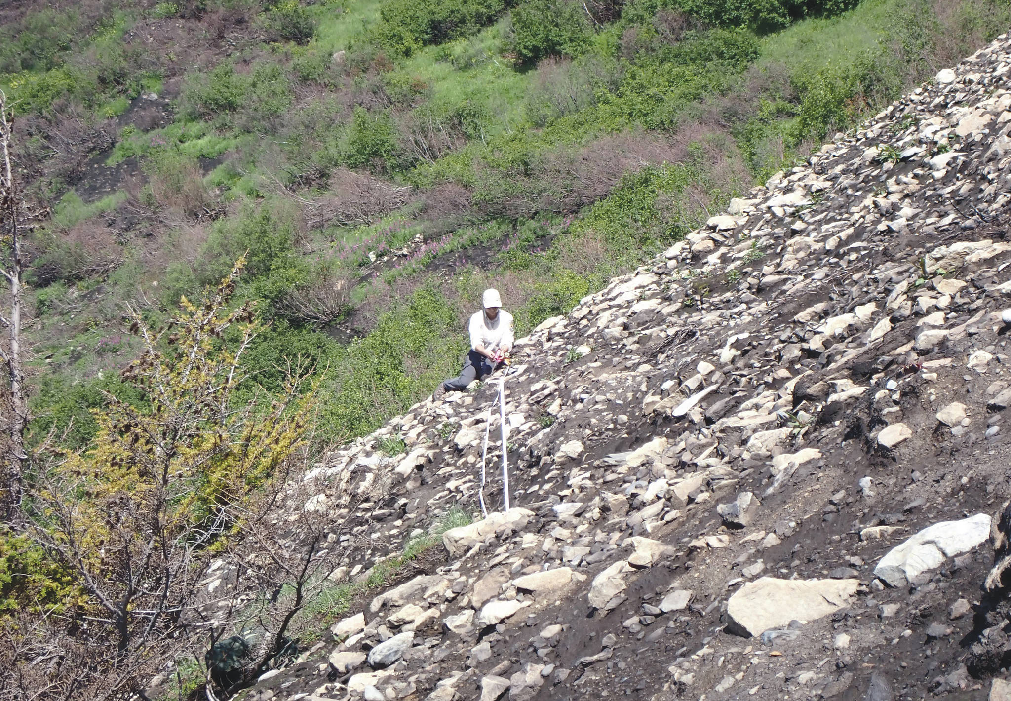 Biological intern Annaleese Rasanen surveys severely burned alpine shrub tundra within the Swan Lake Fire burn July 27, 2020. (Photo by Matt Bowser/USFWS)