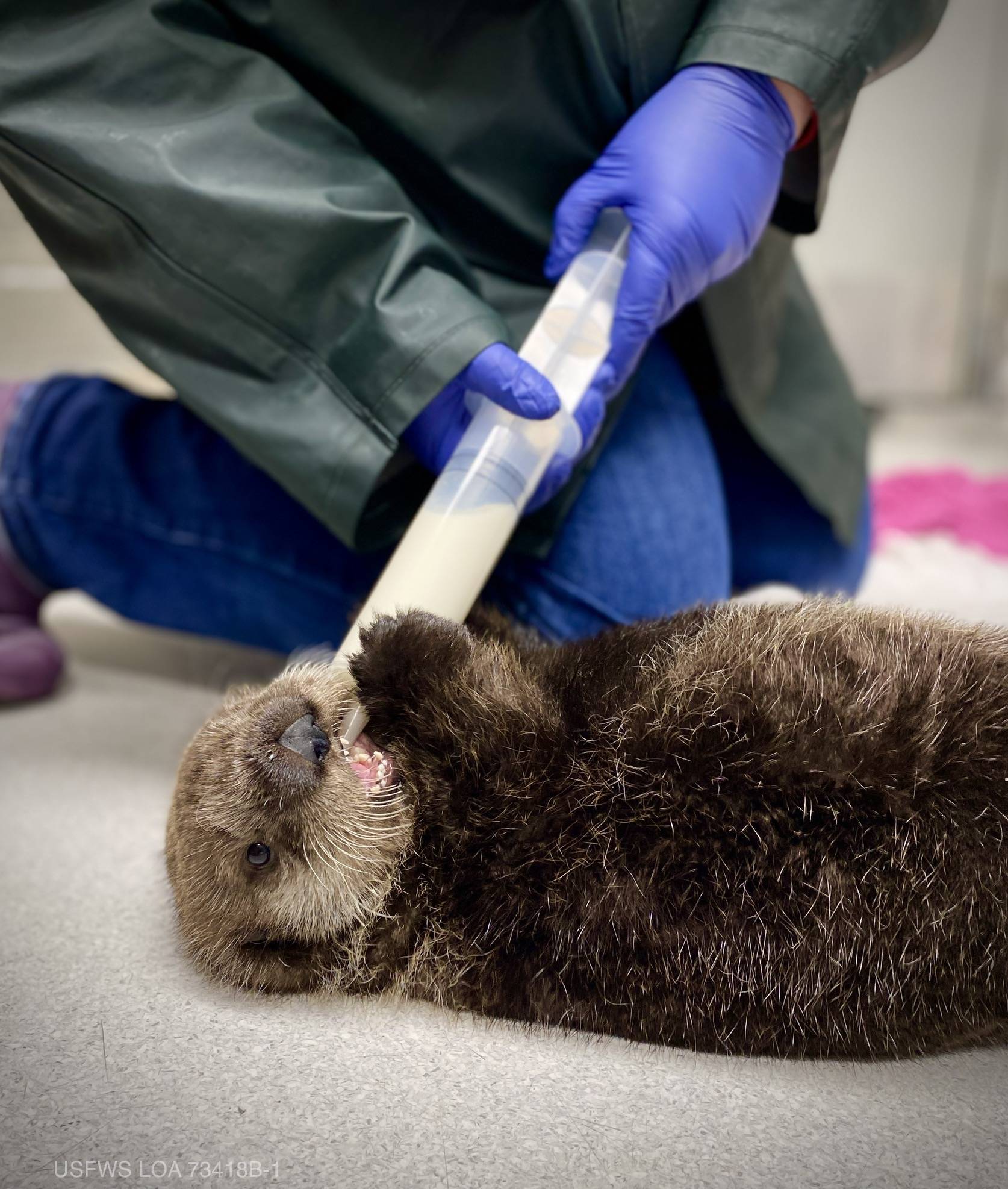 Photo courtesy Alaska SeaLife Center
Juniper, a female sea otter pup, is seen here being fed at the Alaska SeaLife Center in Seward in this undated photo.